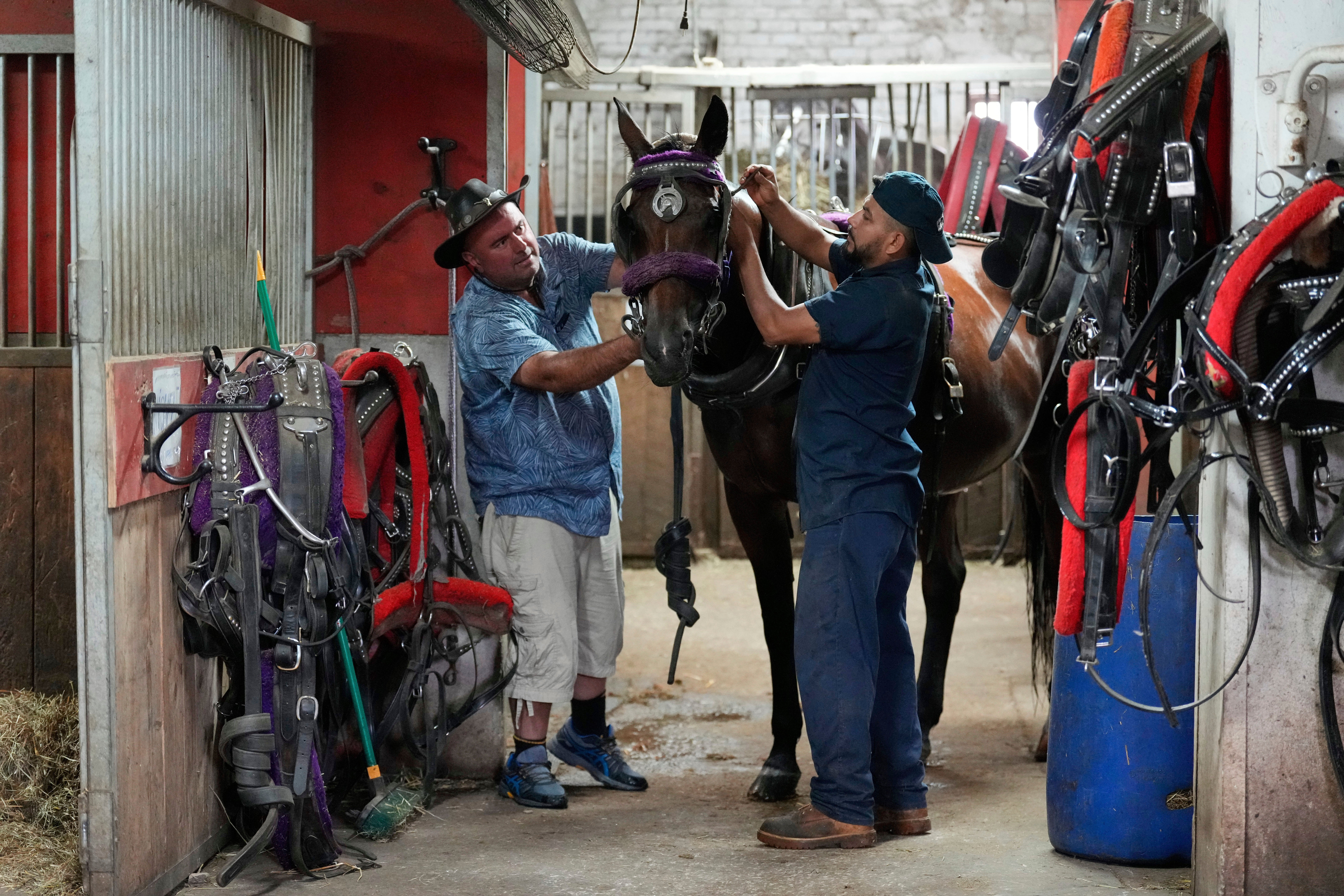 Central Park Horse Carriages