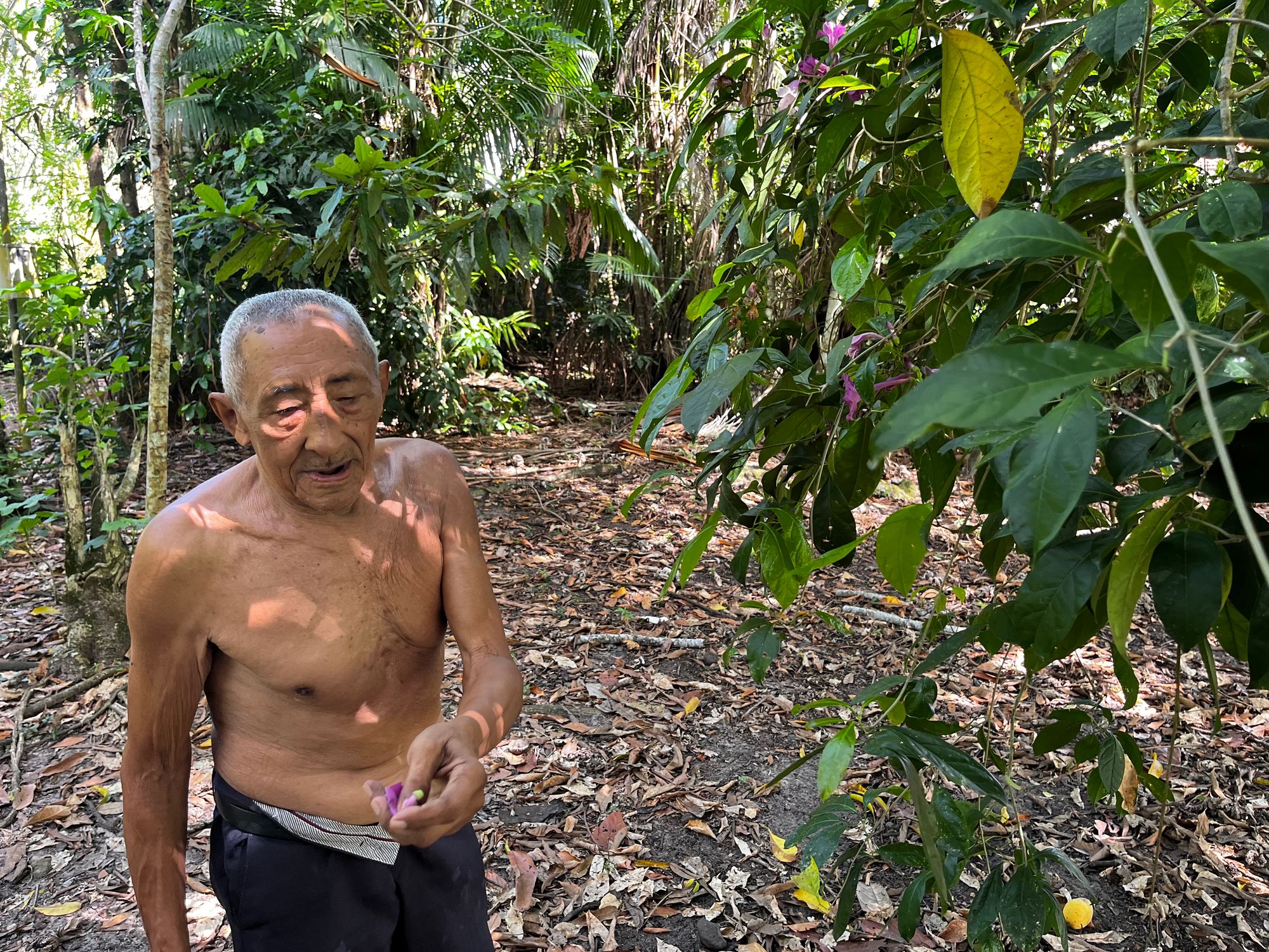 Seu Ladi shares indigenous knowledge of herbs, flowers, resins and other products that grow in the forest