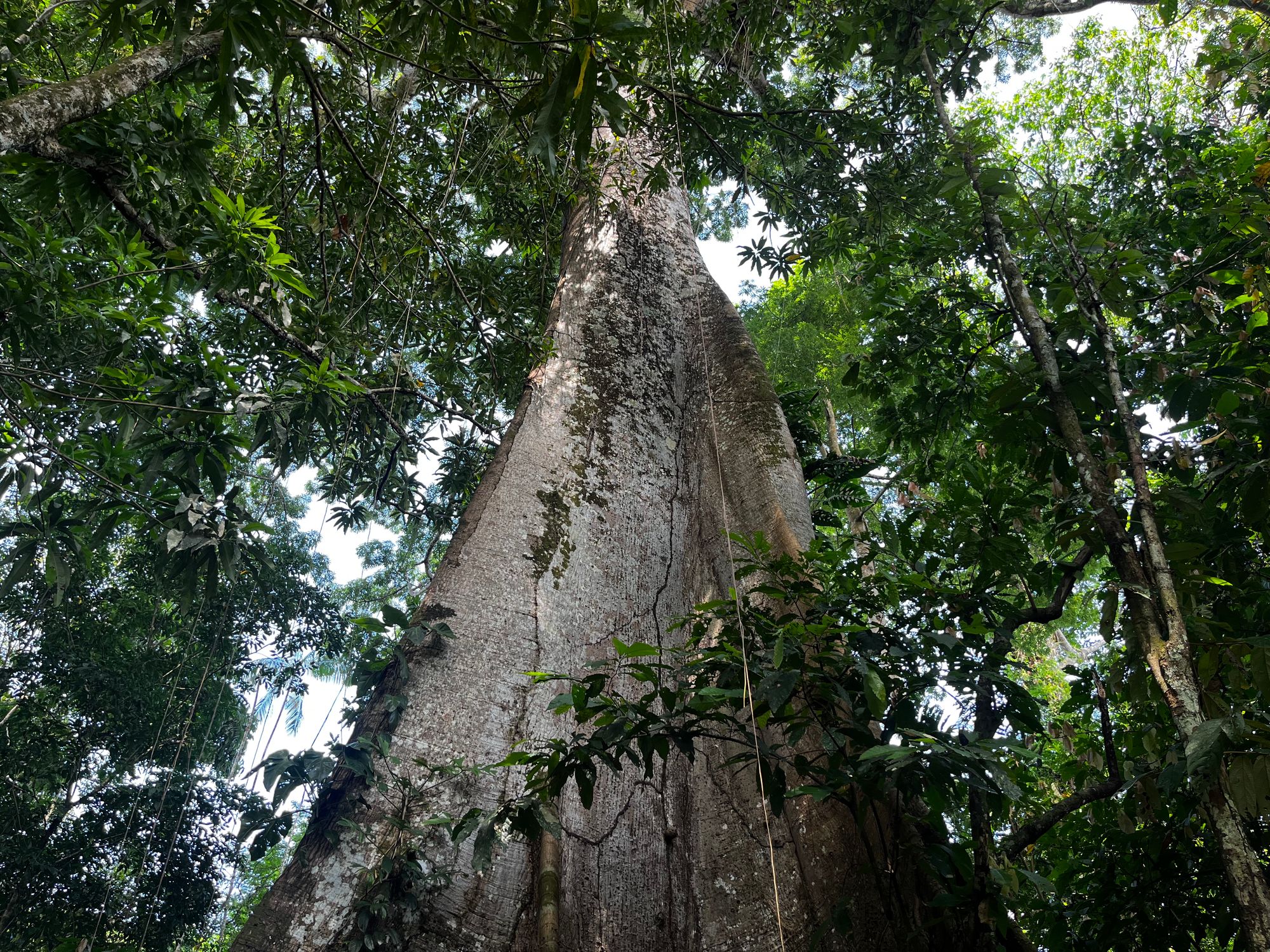 Ladi’s patch of forest includes seveal towering Samauma trees, known as the “mother of the forest”, which used to be common across the Belém area