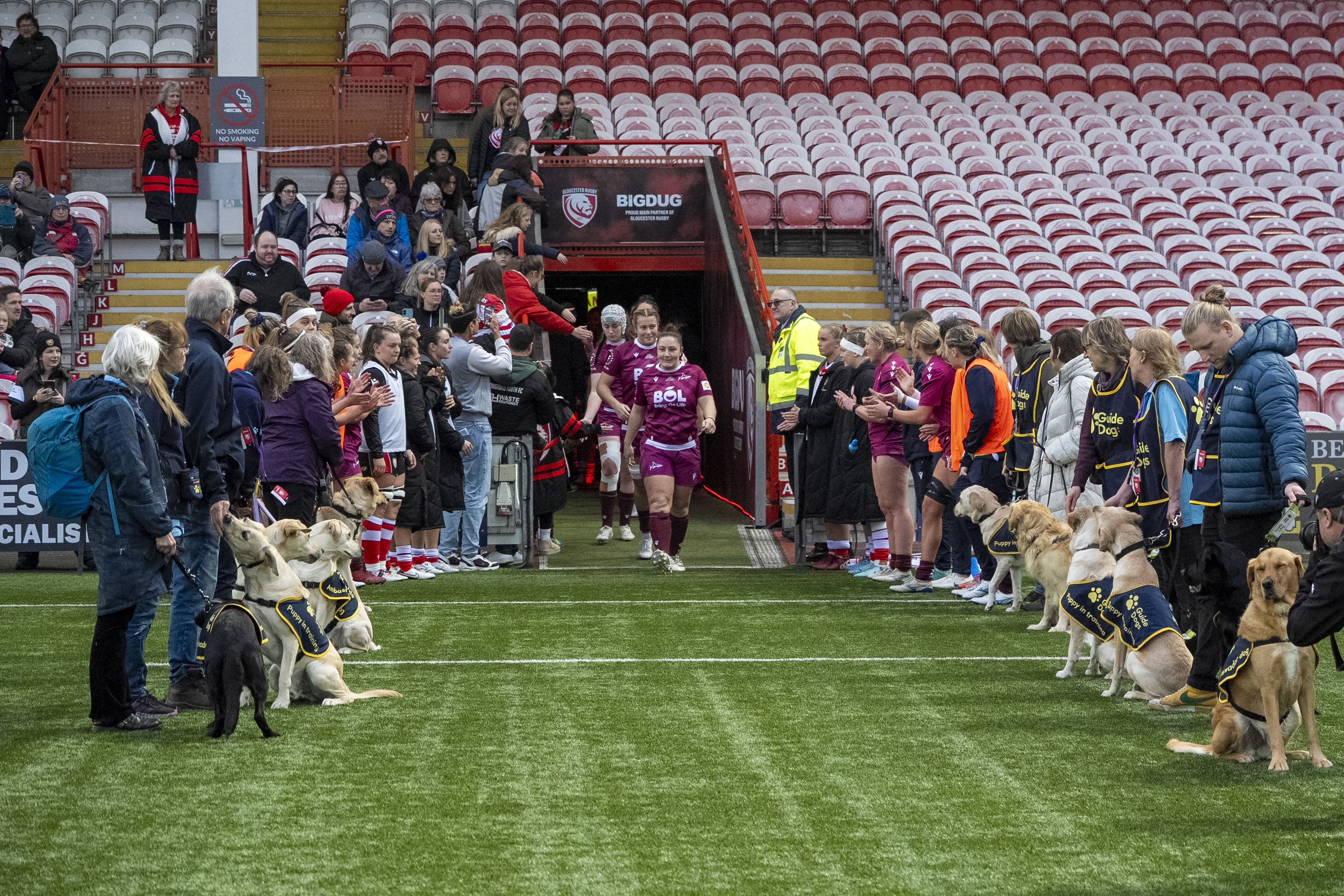 Guide Dogs puppies line up to form a guard of honour for players during the Gloucester Hartpury v Sale Sharks Premiership Women’s Rugby match at Kingsholm Stadium in Gloucester (Ben Birchall/PA Media Assignments)