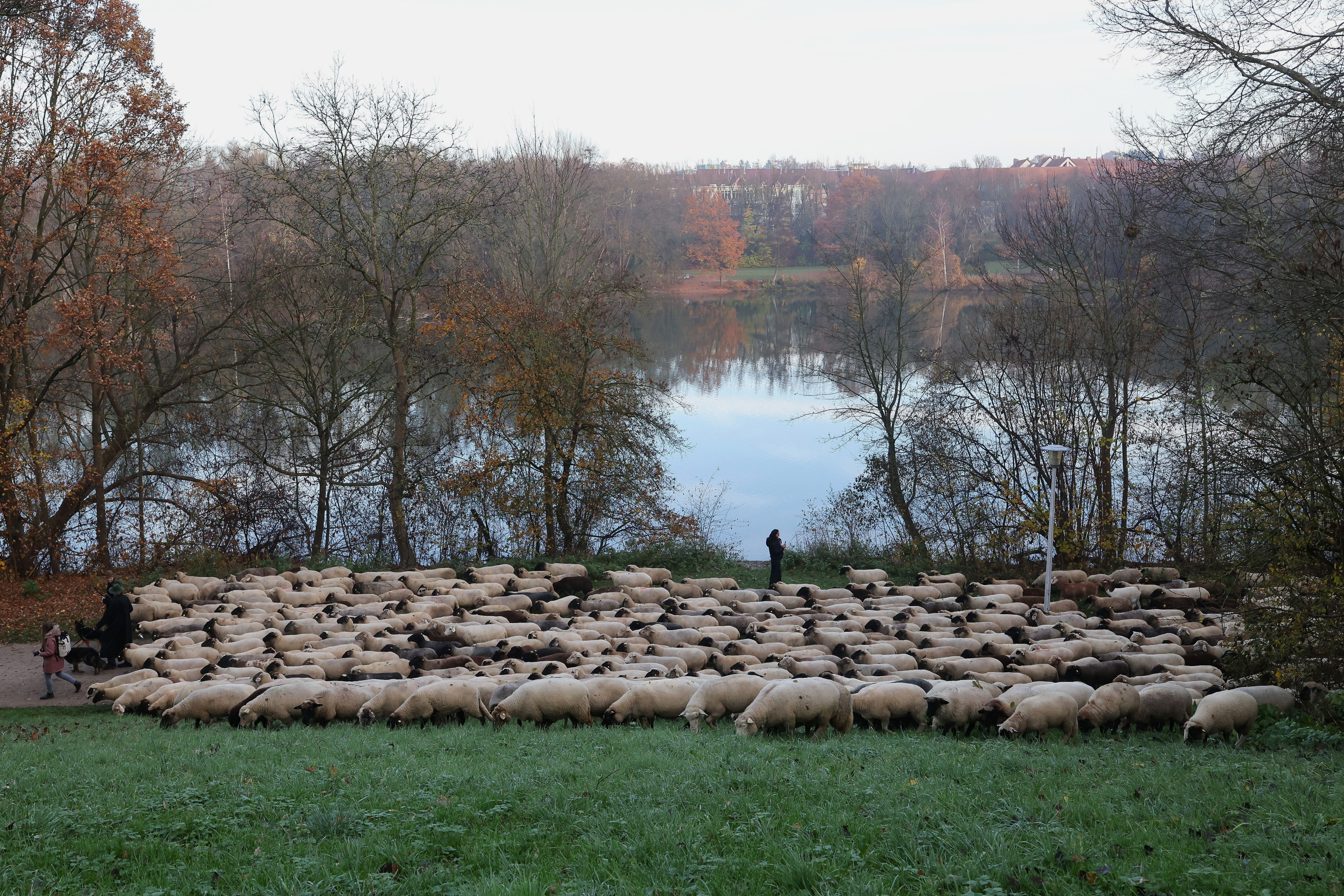 Germany City Sheep