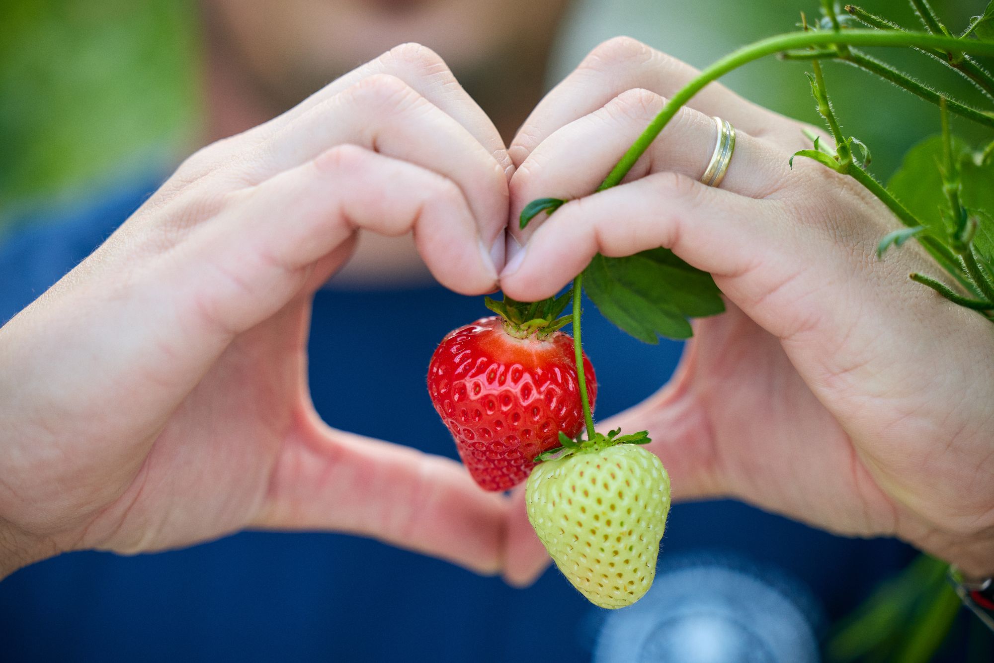 Consumers are set to see fresh British-grown strawberries widely available this Christmas after a firm extended the season to 12 months with new technology