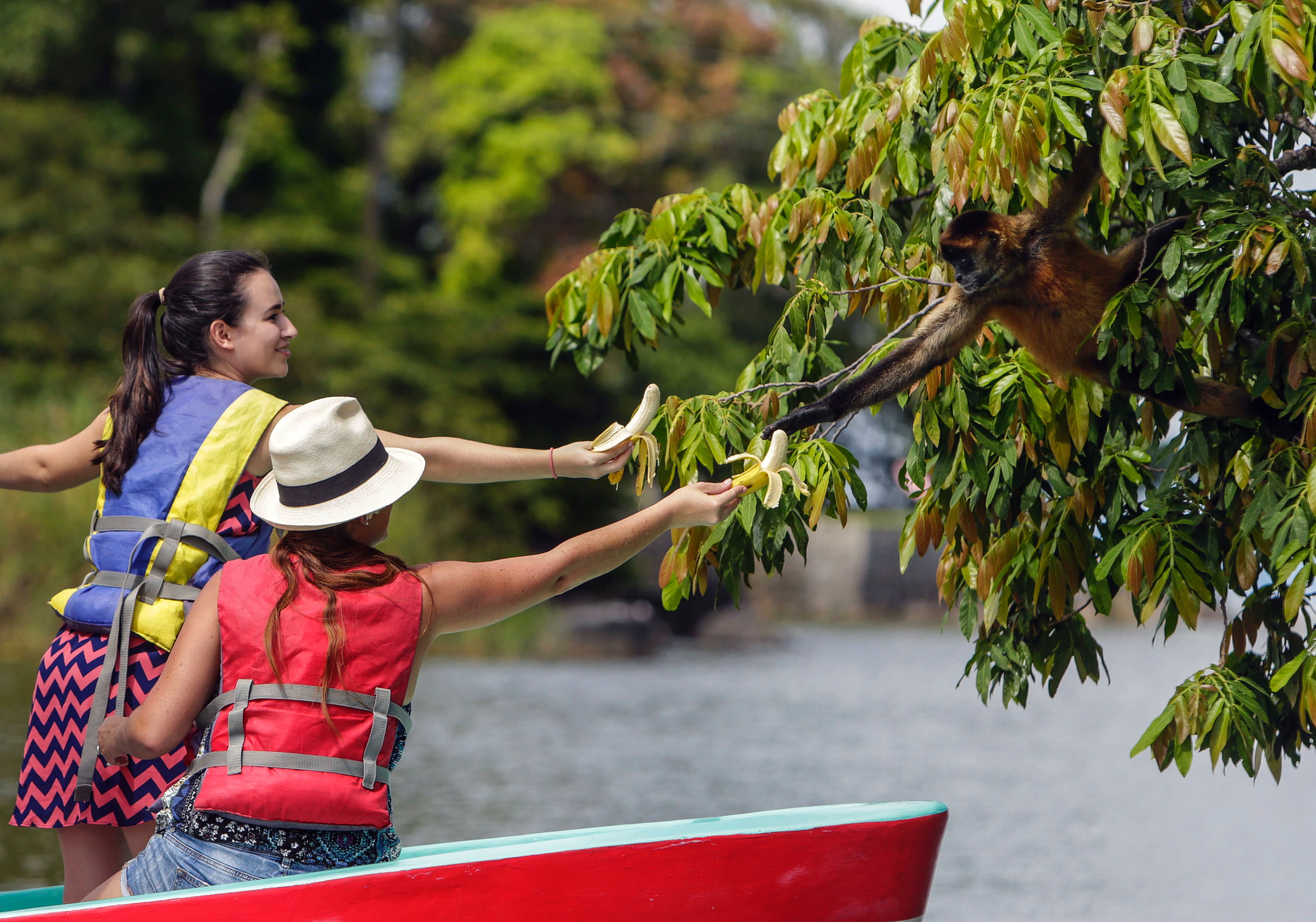 Tourists on a boat on Lake Cocibolca feed a monkey at Monkey Island, near Granada, about 45km from Managua, Nicaragua, on October 29, 2016