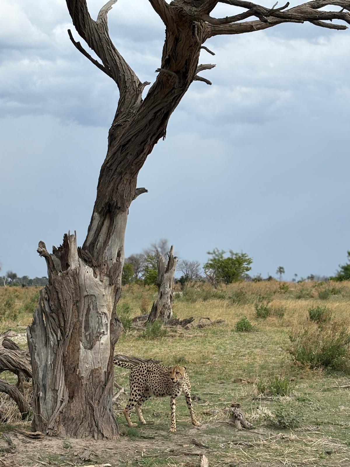 Bae shares our delight as we spot a cheetah on our very first game drive