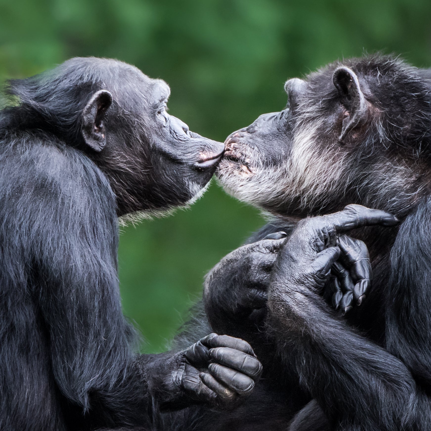 Chimpanzees would fail breathalyser tests due to alcoholic fruit intake, study finds