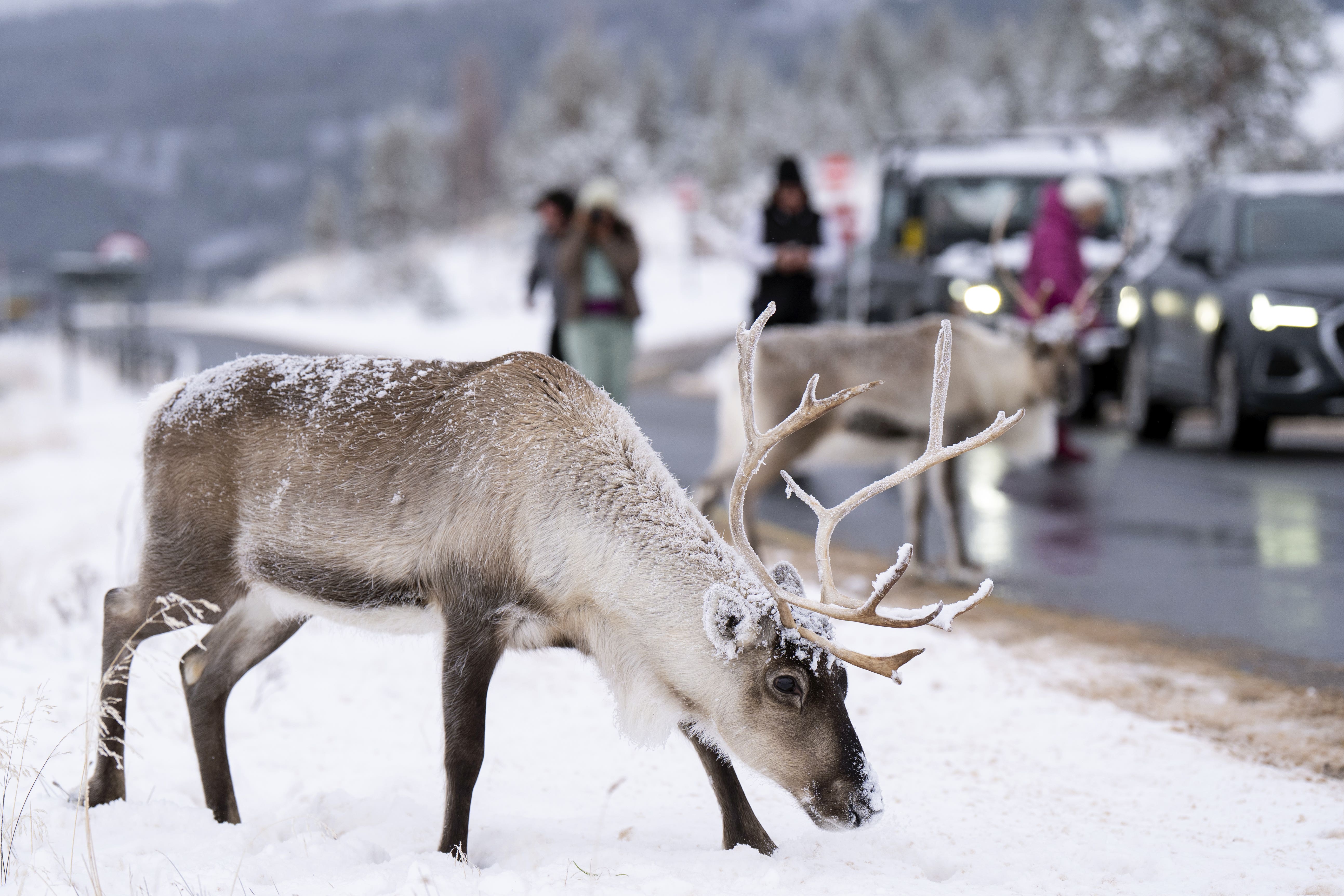 Reindeer stopping traffic on the road near Aviemore (Jane Barlow/PA)