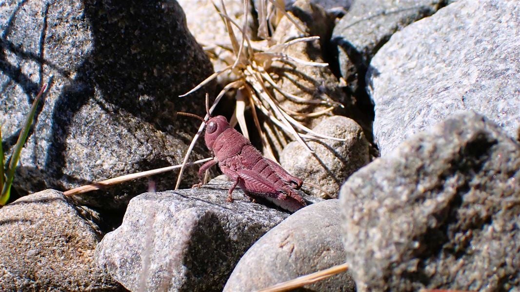 The rare pink grasshopper spotted in New Zealand's Mackenzie basin