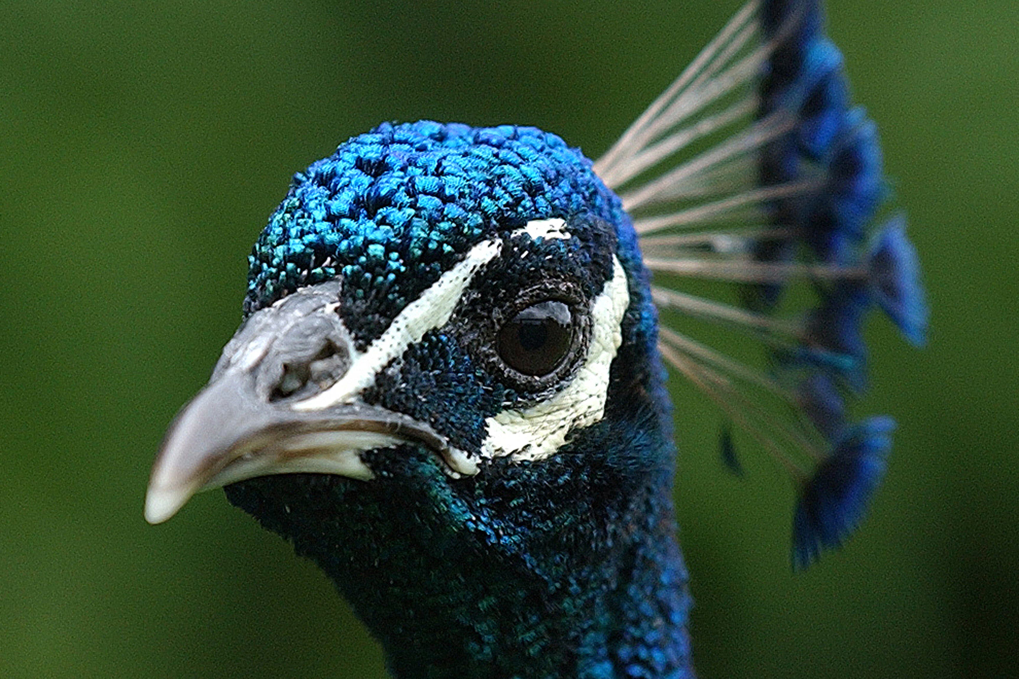 A homeless charity spent funds to build an enclosure for two peacocks at one of its properties in Co Kildare, an Irish parliamentary committee has heard