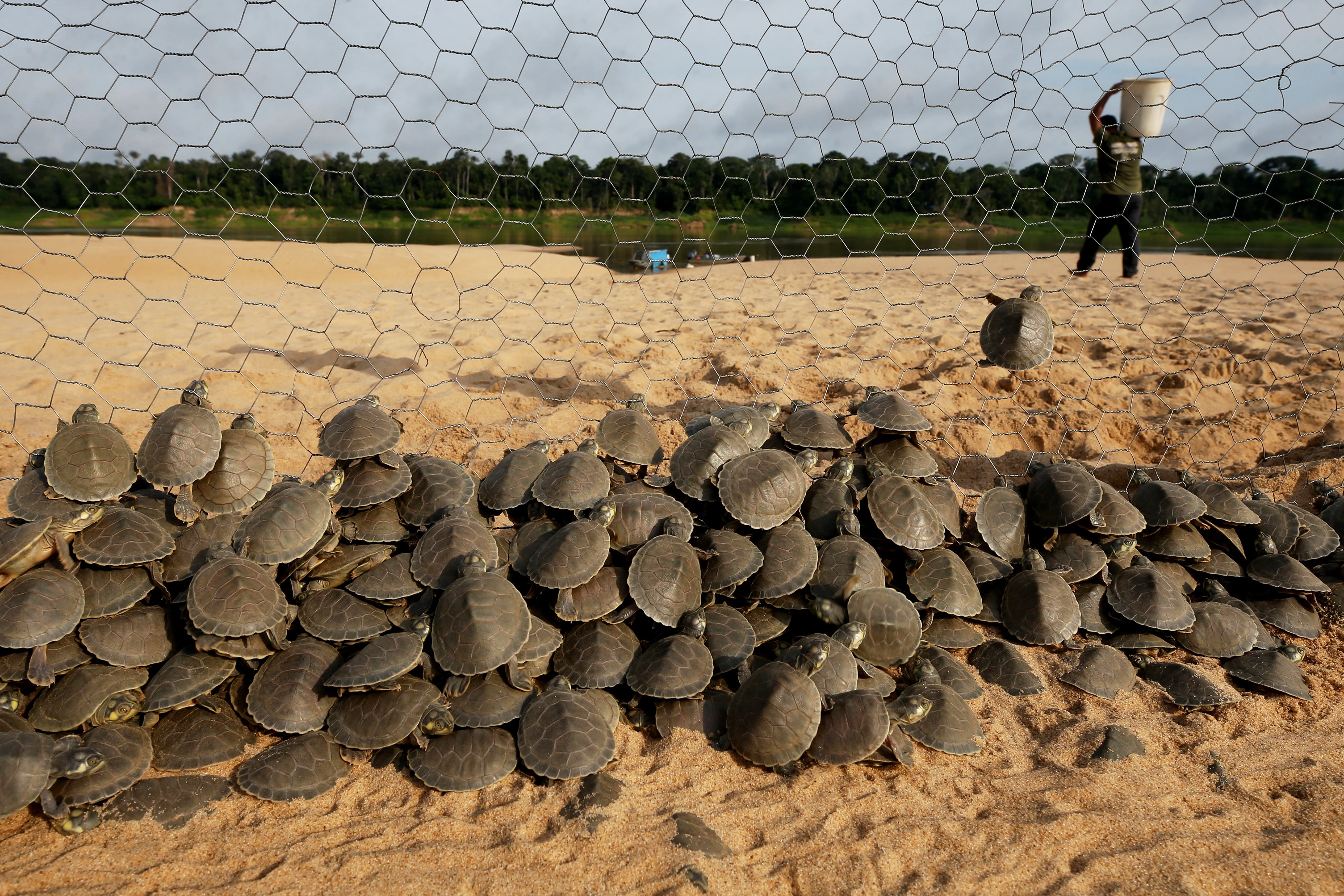 Brazil Turtles Released