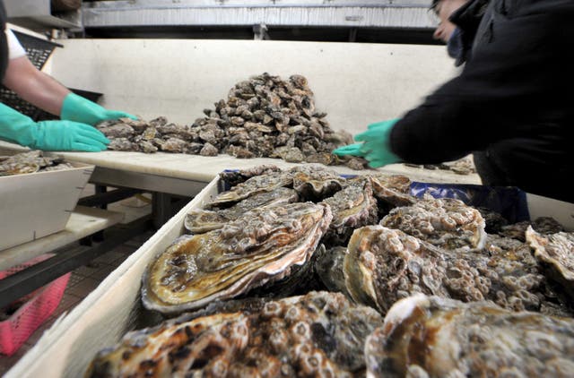<p>File. Farm workers sort oysters</p>