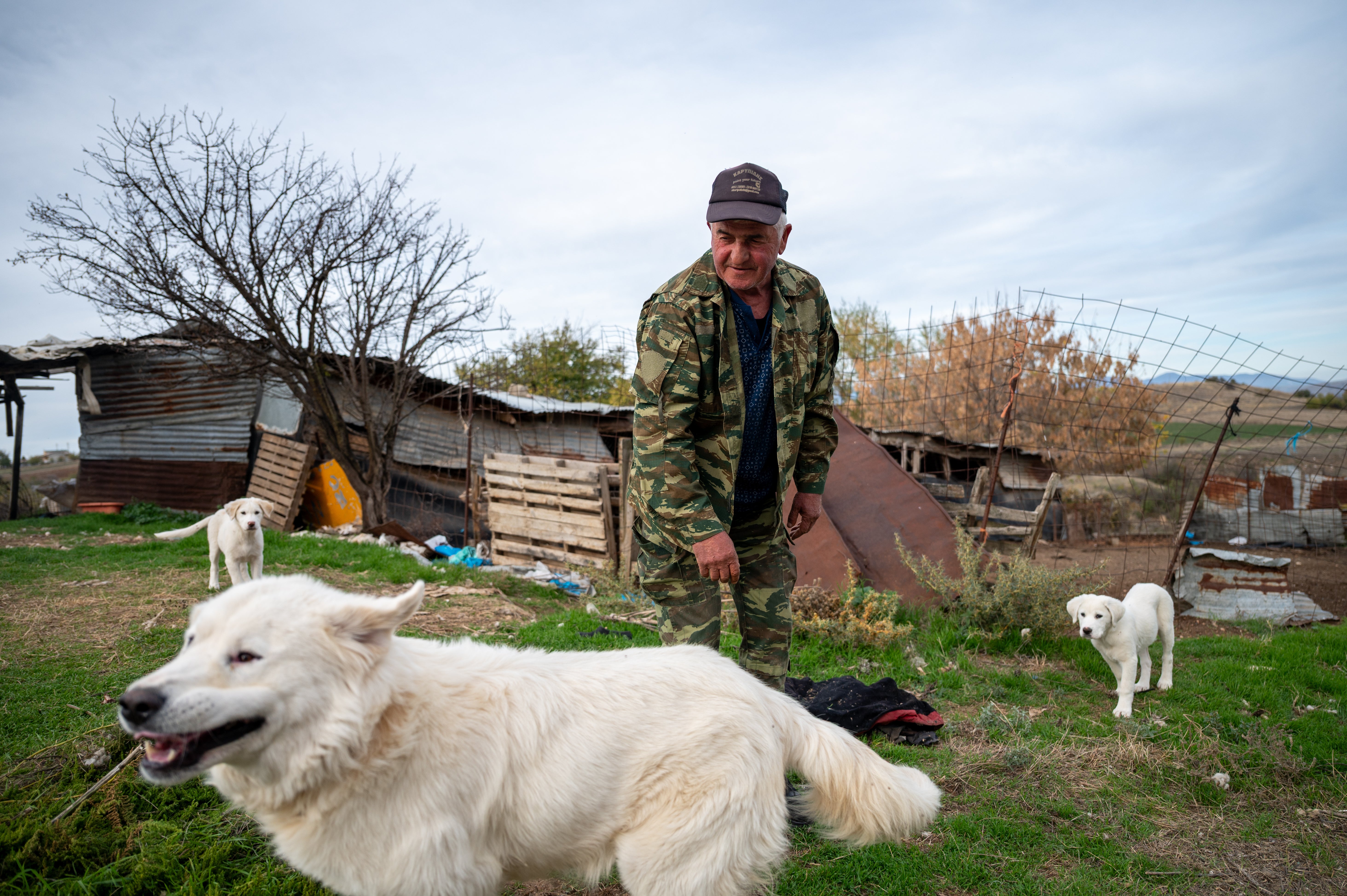 Farmer Anastasios Kasparidis stands outside his sheep pen with his three dogs in Levea village, days after a bear attack killed three of his sheep