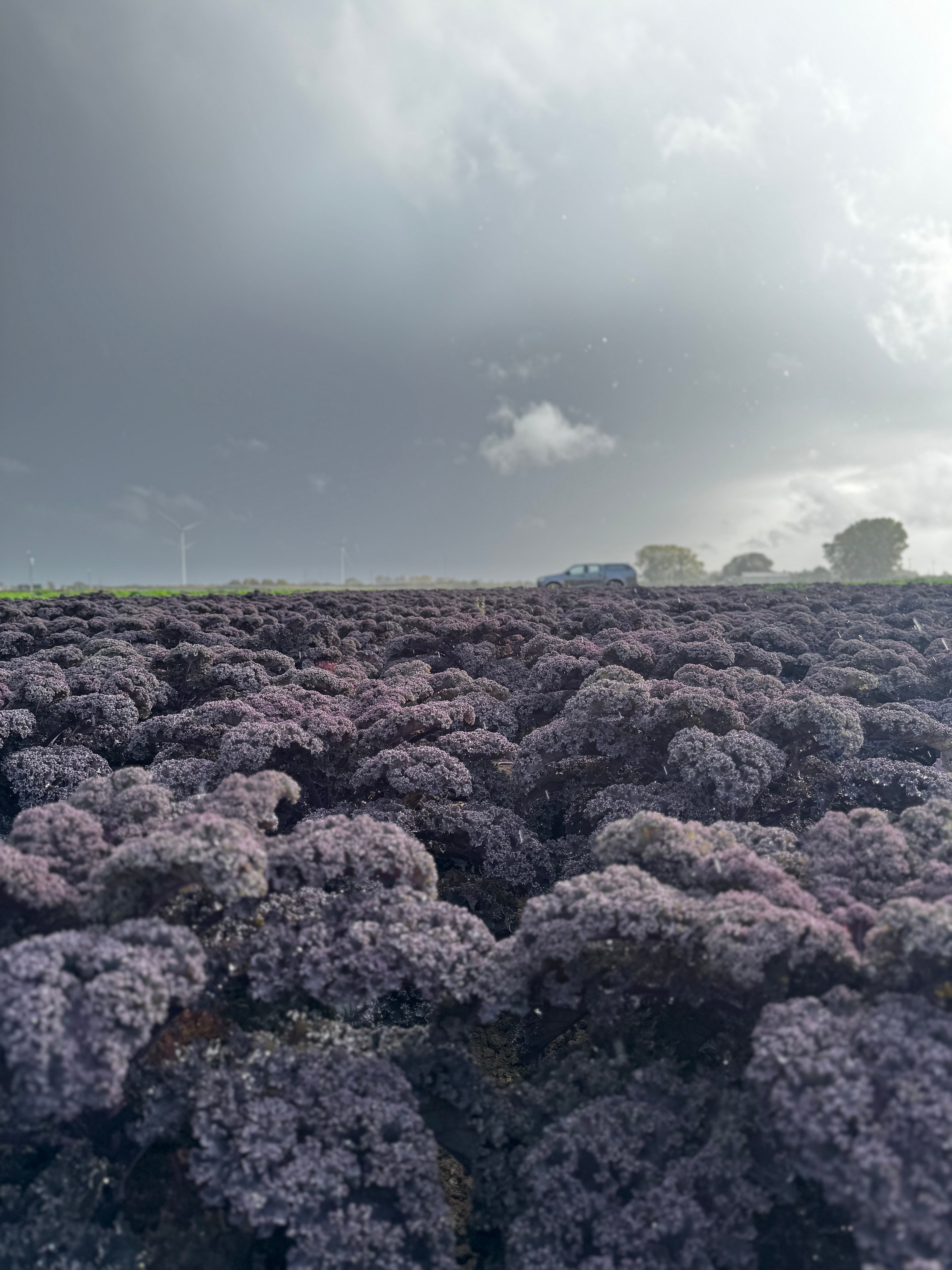 Red kale grown at Tesco supplier A H Worth near Spalding, Lincolnshire