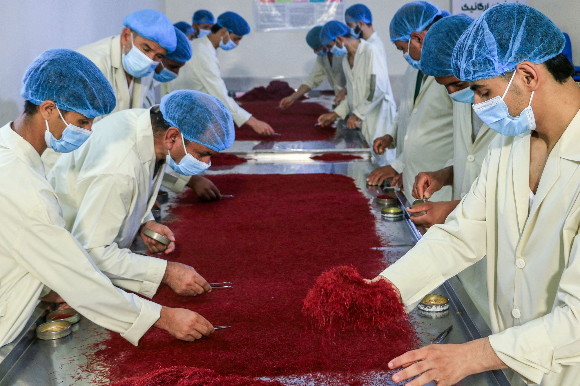 Afghan workers sort and process dry Saffron at a facility in Herat in August 2024. Afghanistan and Iran are some of the world’s top producers of saffron
