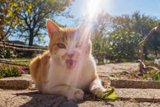 Your cats are killers – and scientists have thousands of videos to prove it