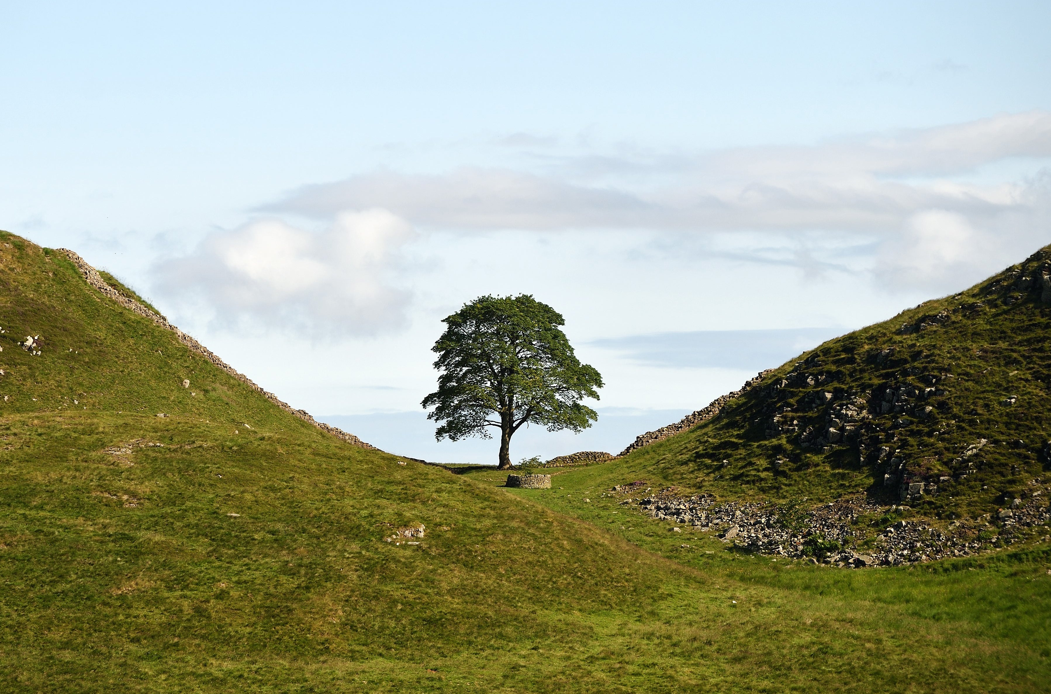 The beloved Sycamore Gap tree before it was felled