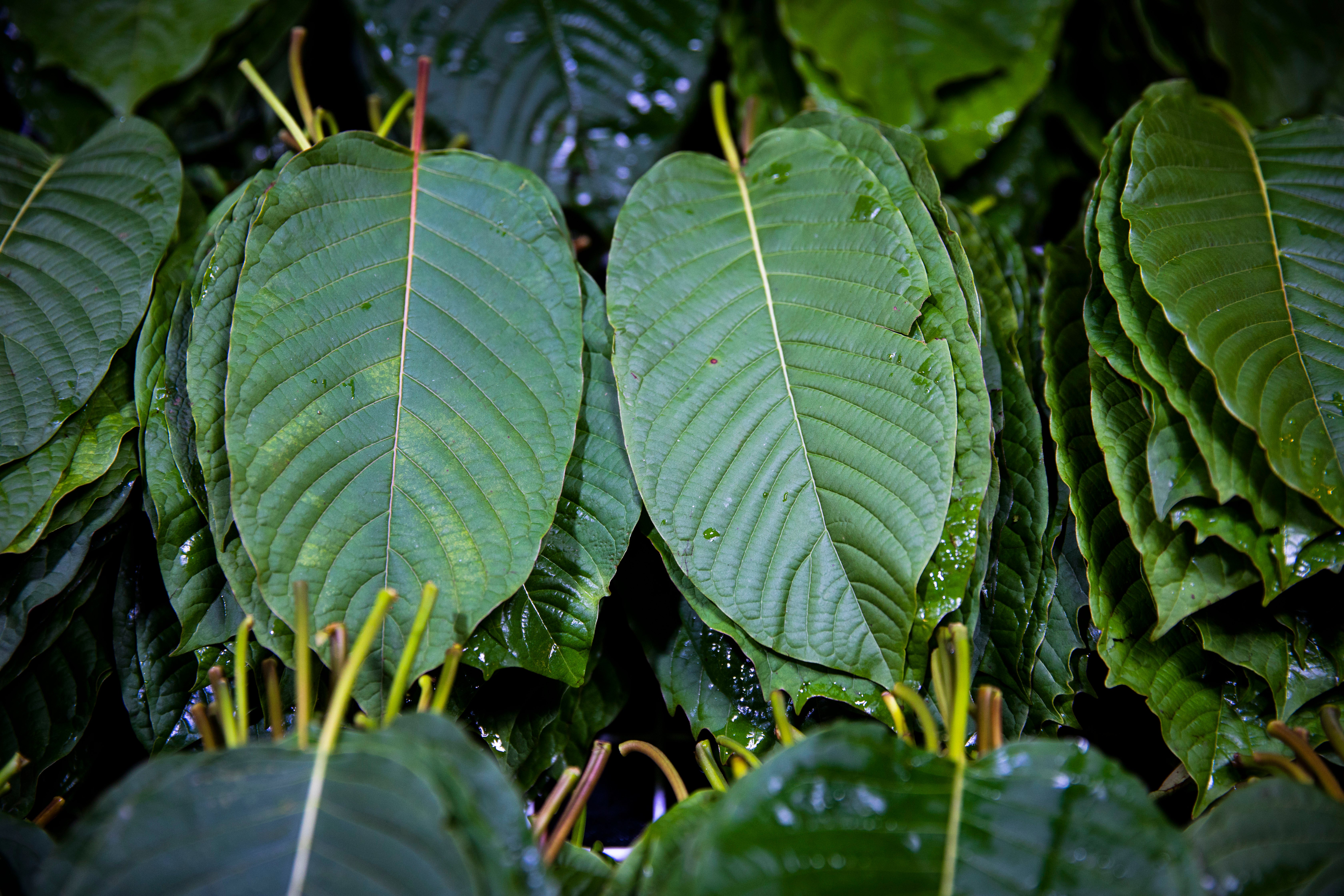 Los Angeles County health officials urged retailers to immediately remove kratom and 7-OH products from their shelves after six deaths in the county were linked to the synthetic supplement