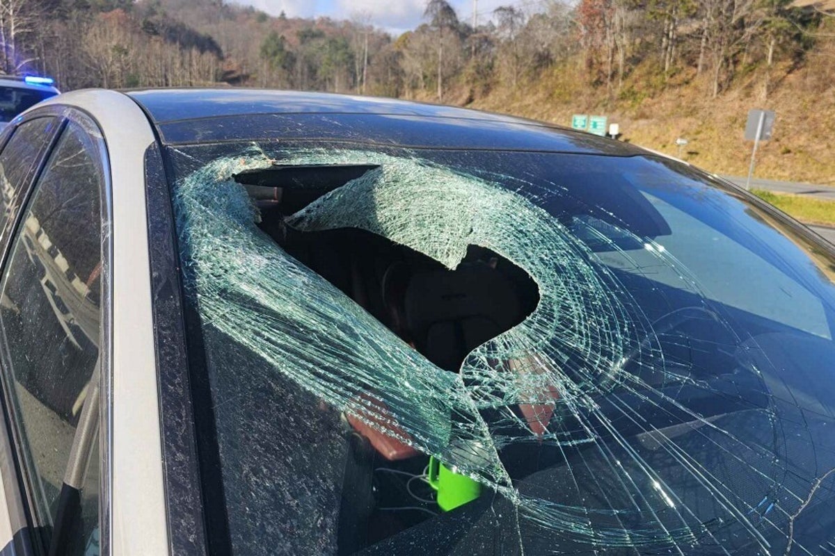 https://static.the-independent.com/2025/11/21/20/Smashed_Windshield-Cat_Carcass_48509.jpg?width=1200&height=800&crop=1200:800