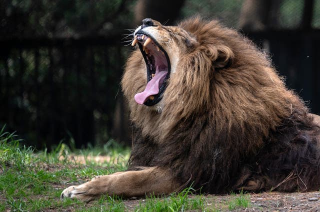 <p>An African lion sits in inside its enclosure at the Chapultepec Zoo in Mexico City </p>