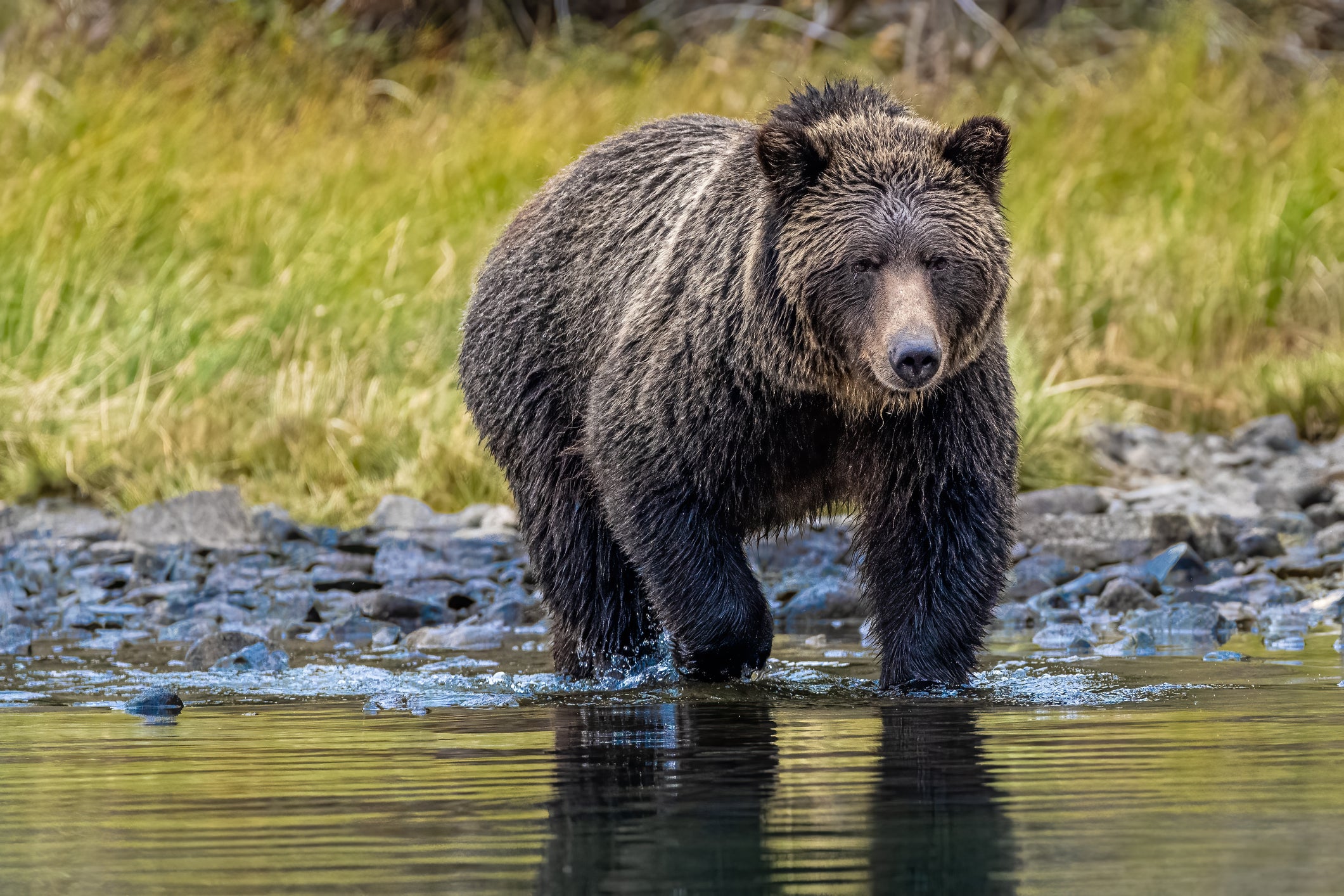 Students in Canada were attacked by a huge grizzly bear while on a walk through the woods with their teachers