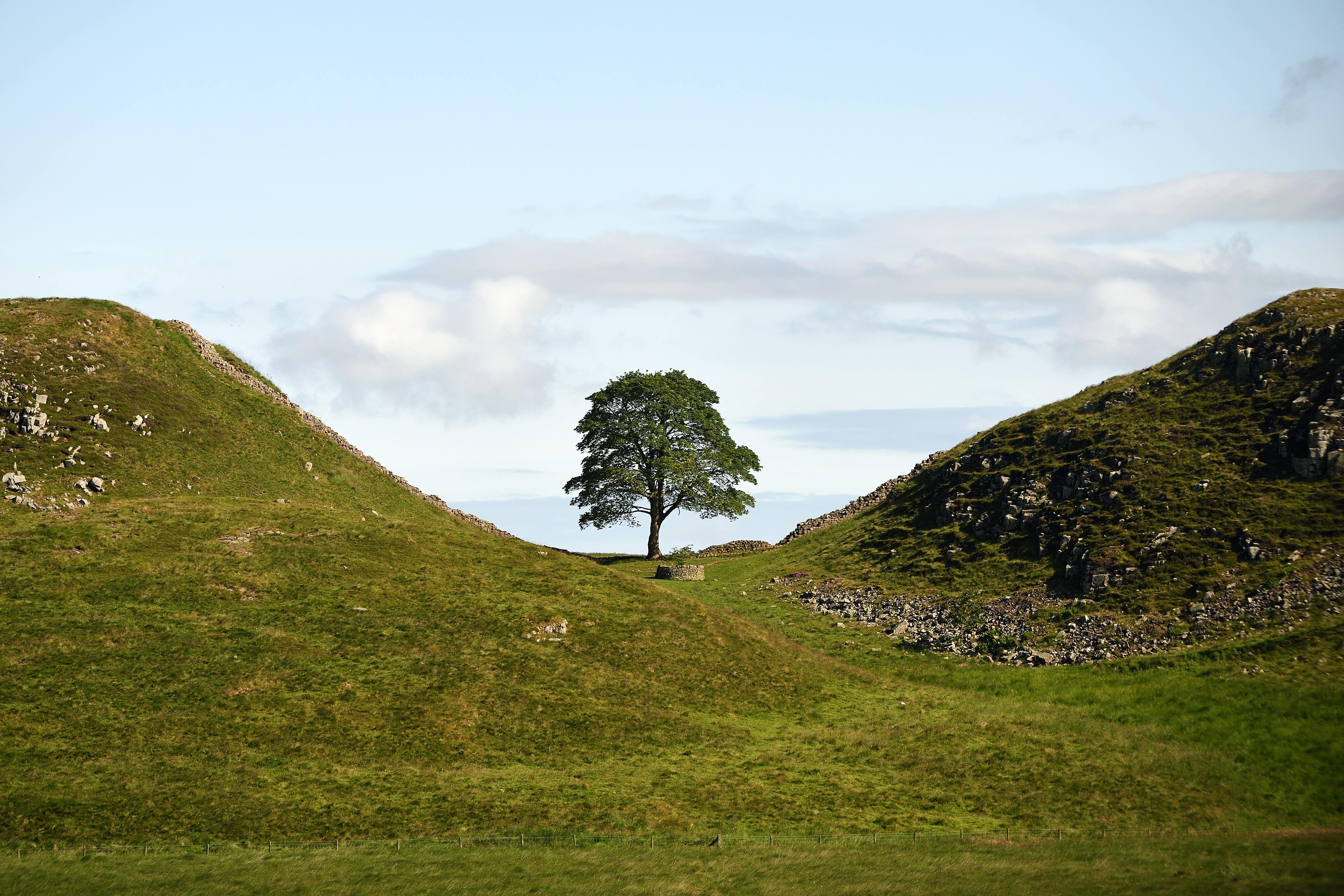 The tree was deliberately cut down overnight in September 2023, prompting a national outcry and a police investigation (John Millar/National Trust/PA)
