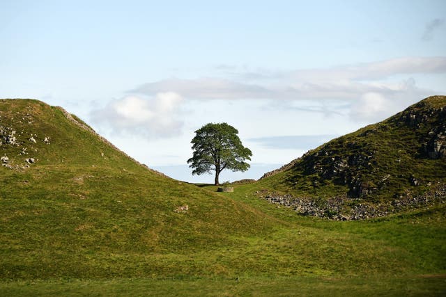 The tree was deliberately cut down overnight in September 2023, prompting a national outcry and a police investigation (John Millar/National Trust/PA)