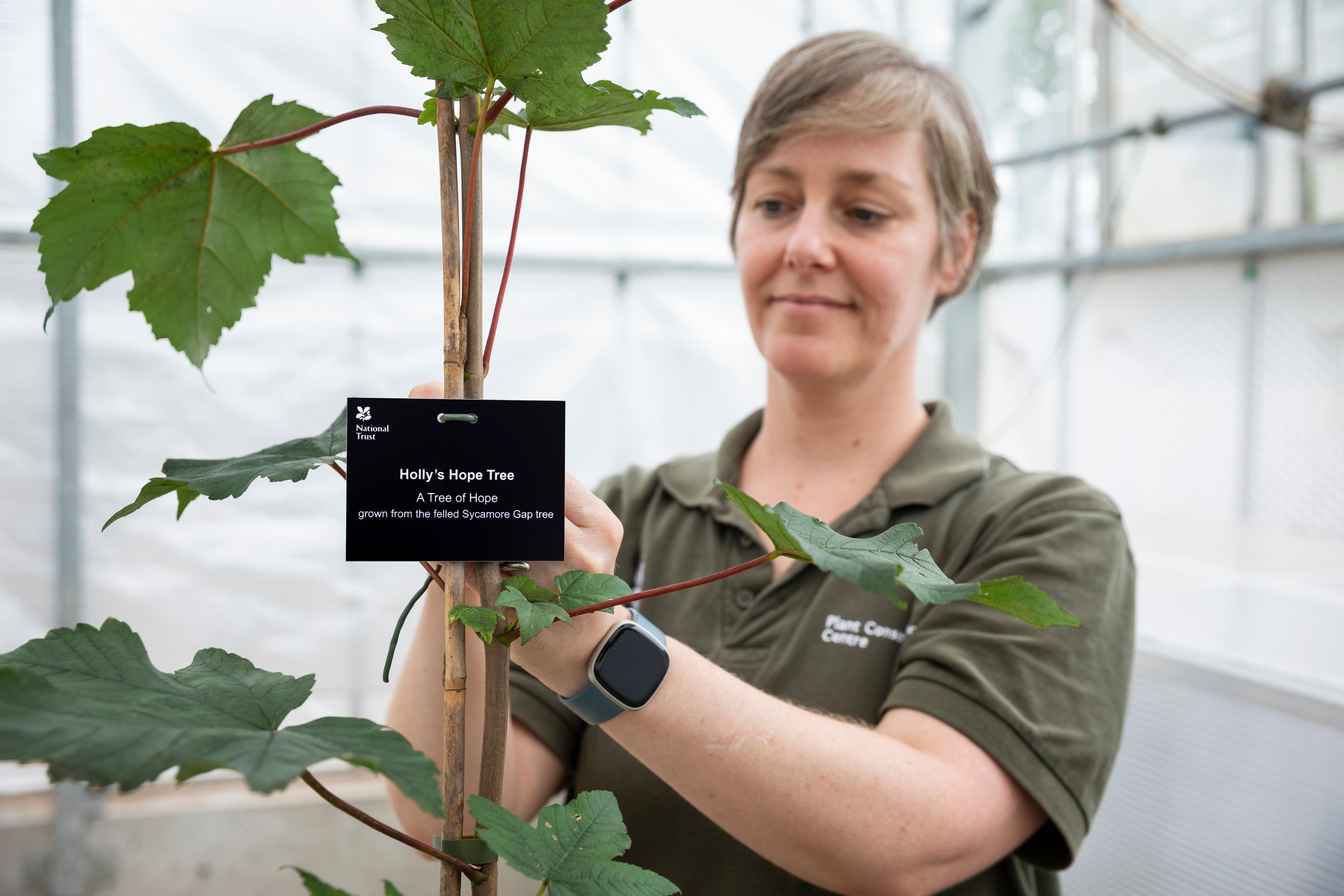 There are 49 ‘trees of hope’ from the Sycamore Gap tree, along with a number of other saplings which will also be planted around the country (James Dobson/National Trust/PA)