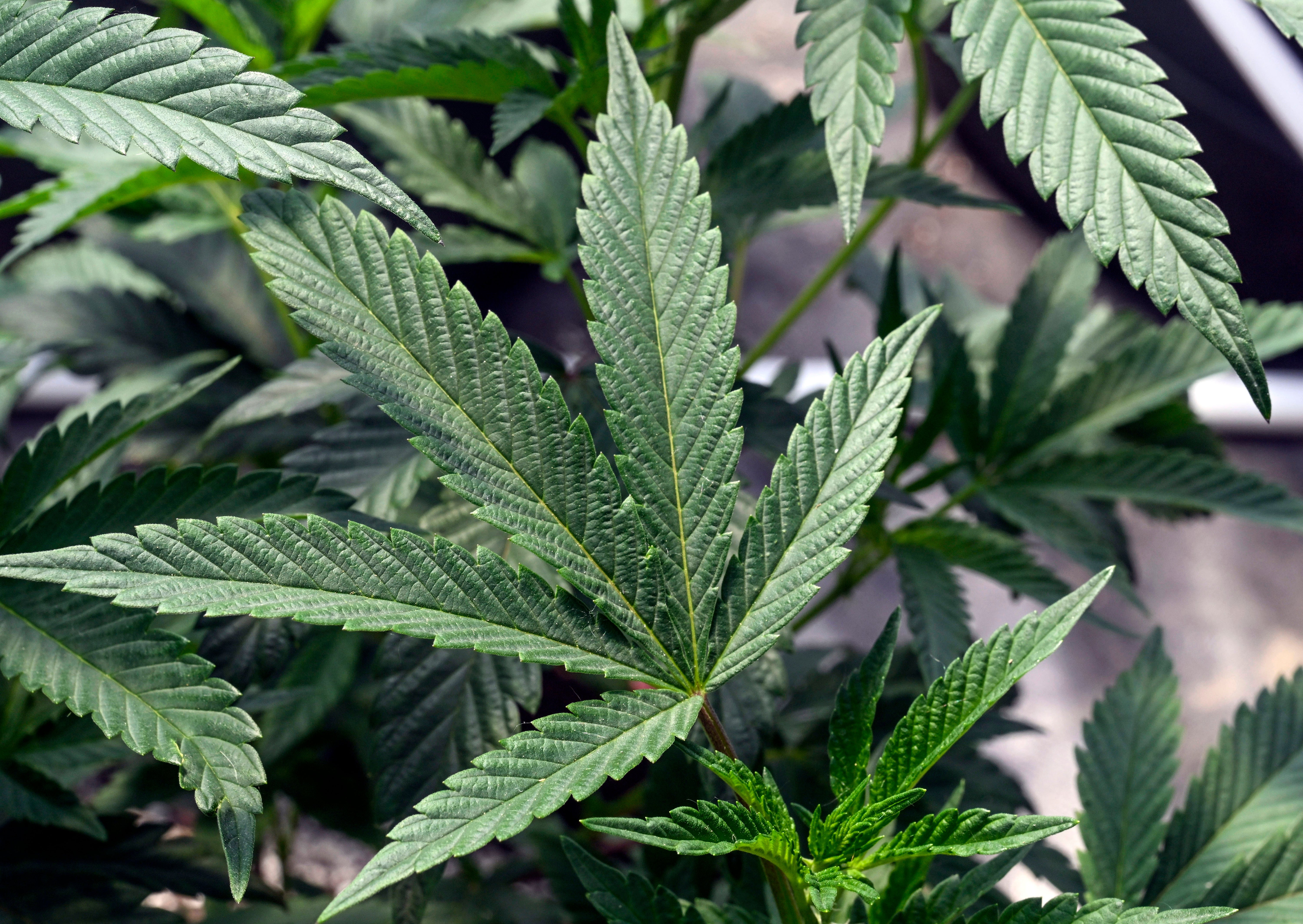Marijuana plants are seen at a growing facility in Washington County, N.Y., May 12, 2023. (AP Photo/Hans Pennink, File)