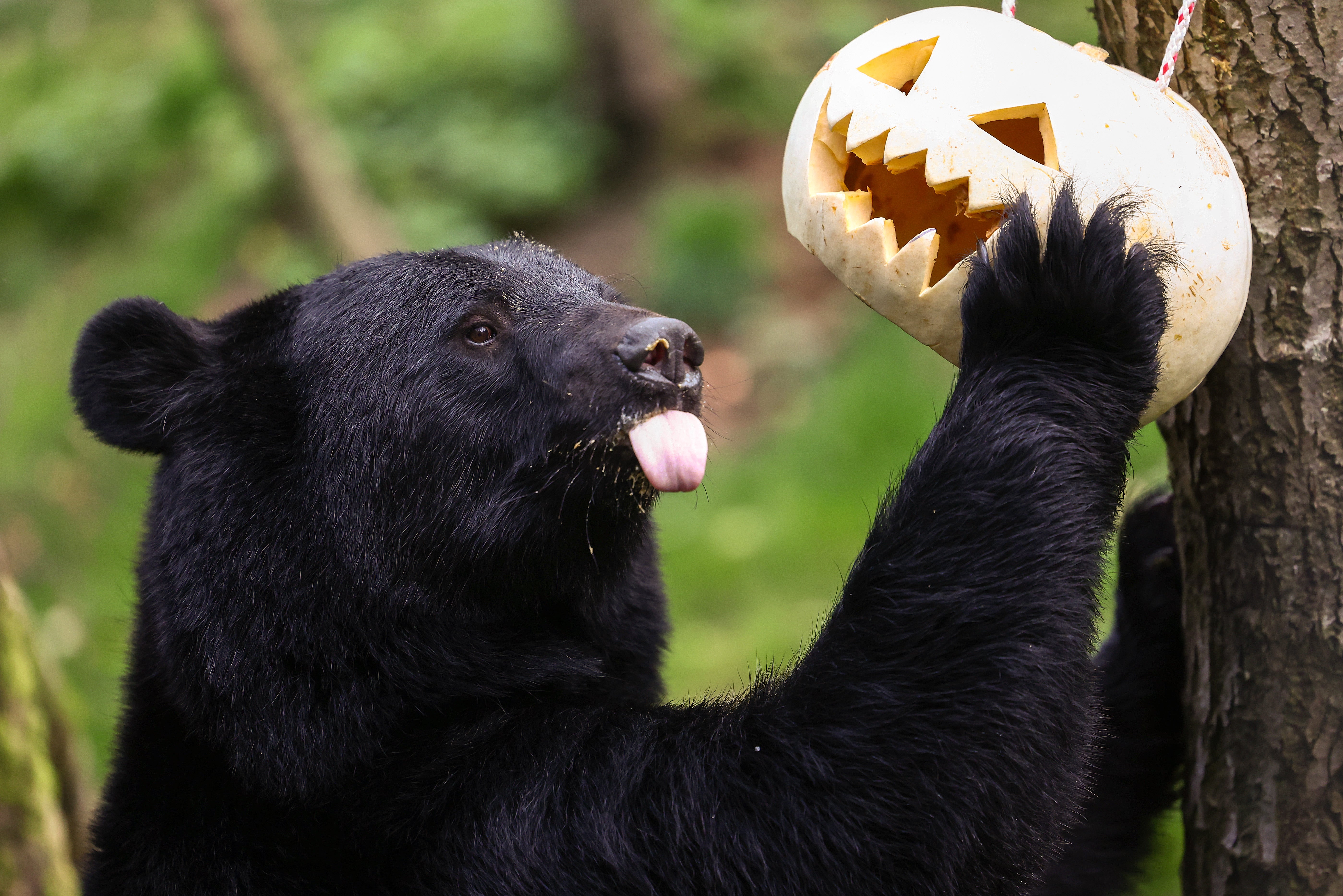 <p>File: Baloo, an Asiatic black bear investigates a pumpkin at Five Sisters Zoo ahead of Halloween on 24 October 2024</p>