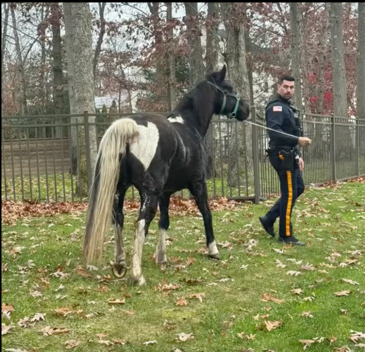 The horse was secured and returned 'without incident'