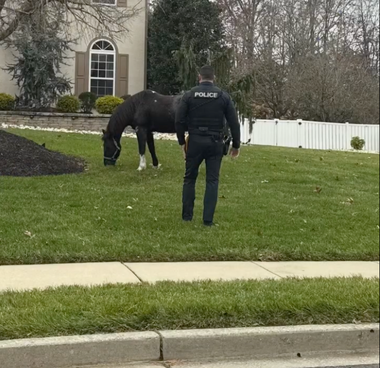 Monroe Township Police were dispatched to a neighborhood after a horse was spotted