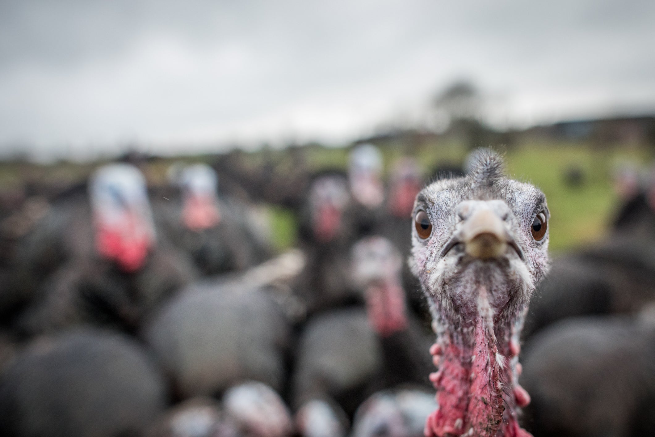 Christmas turkeys could be in short supply this year due to bird flu surge