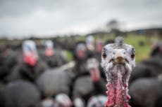 Christmas turkeys could be in short supply this year due to bird flu surge
