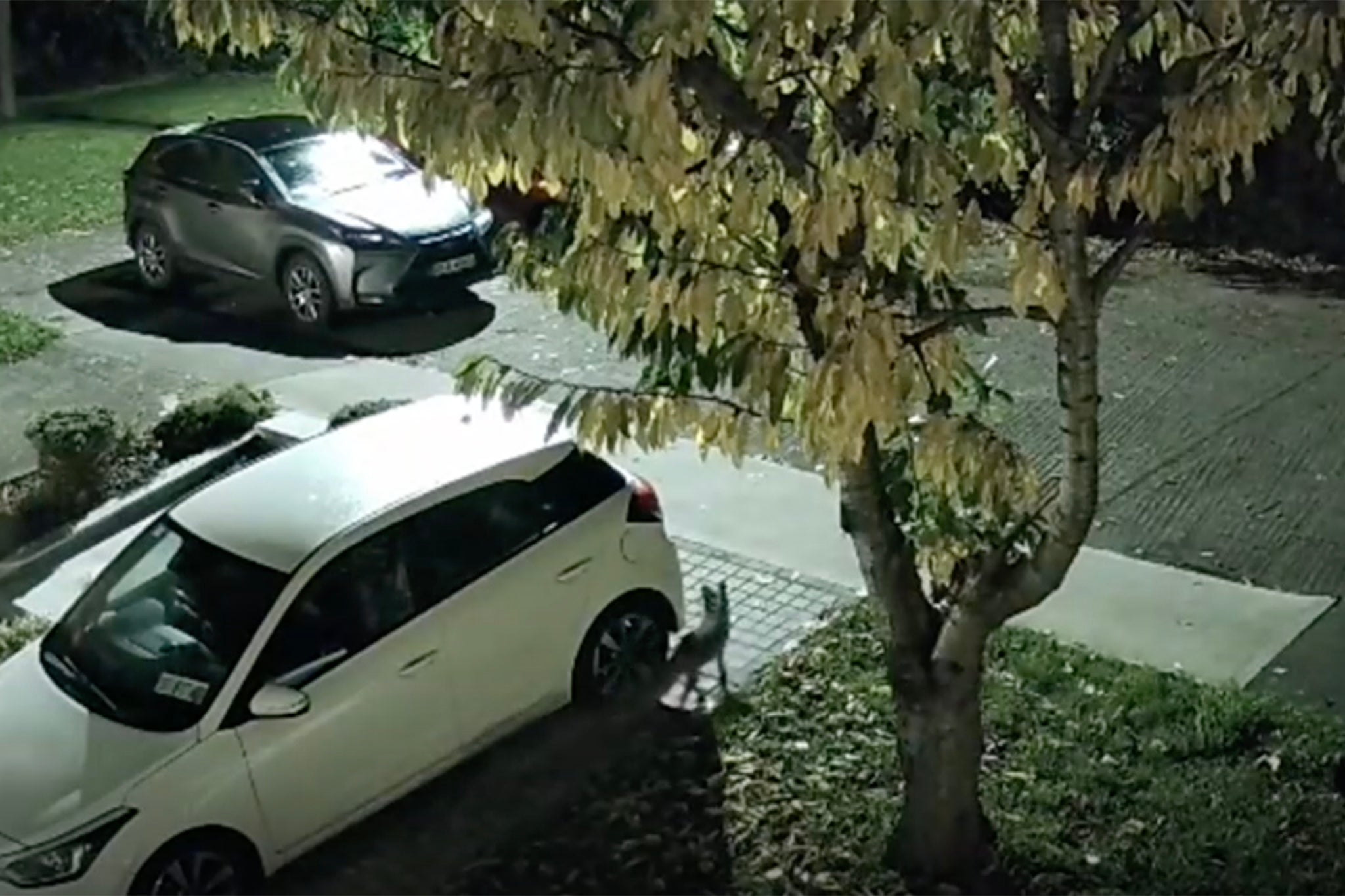 Residents of a south Dublin estate are wrapping their cars in chicken wire after unexplained damage to cars RTE GRAB https://www.rte.ie/news/ireland/2025/1121/1545207-fox-cars-dublin/