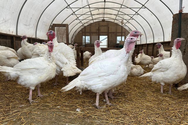 <p>Turkey populations in the US are at a 40-year low</p>