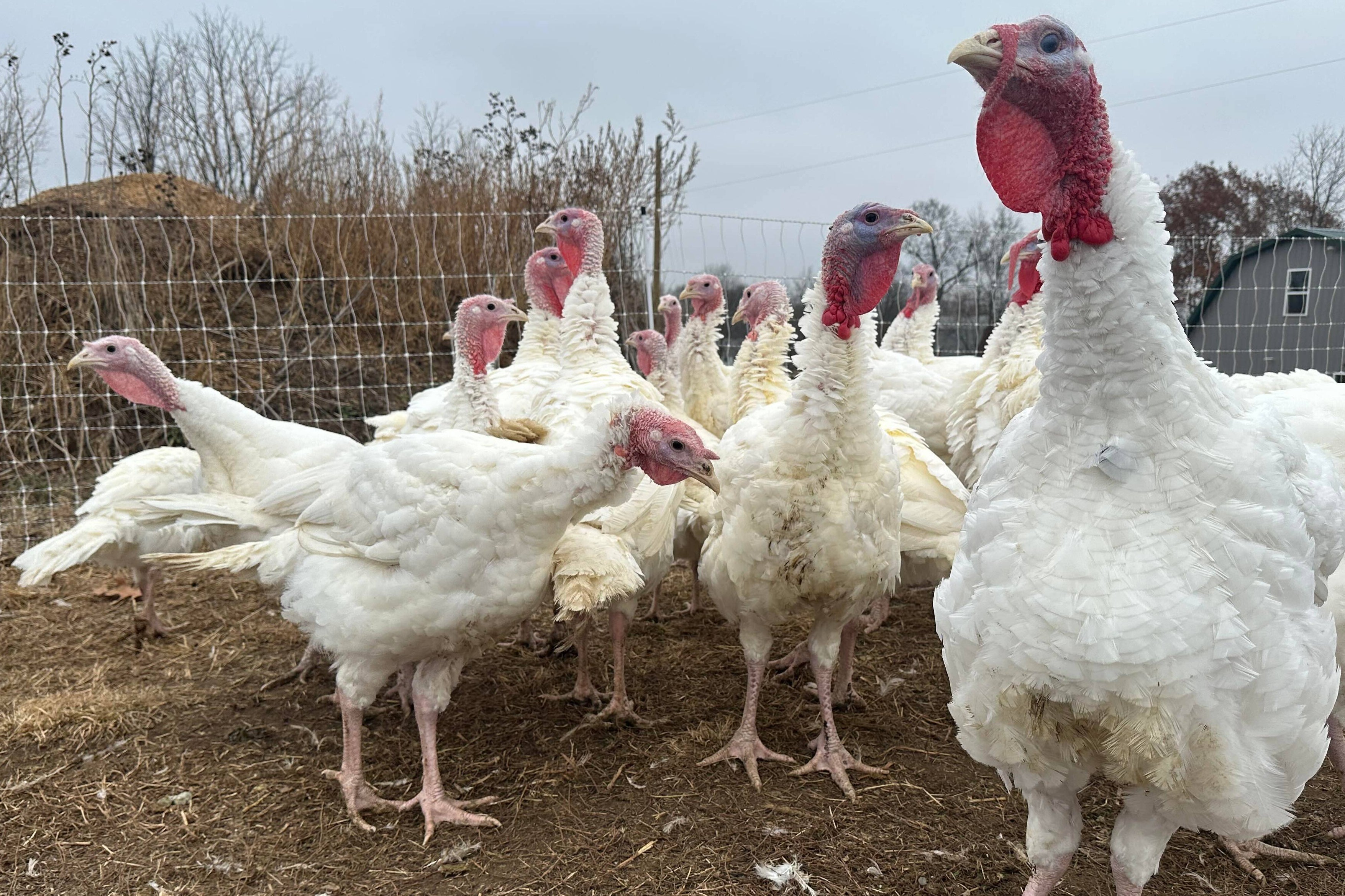Turkey populations in the US are at a 40-year low