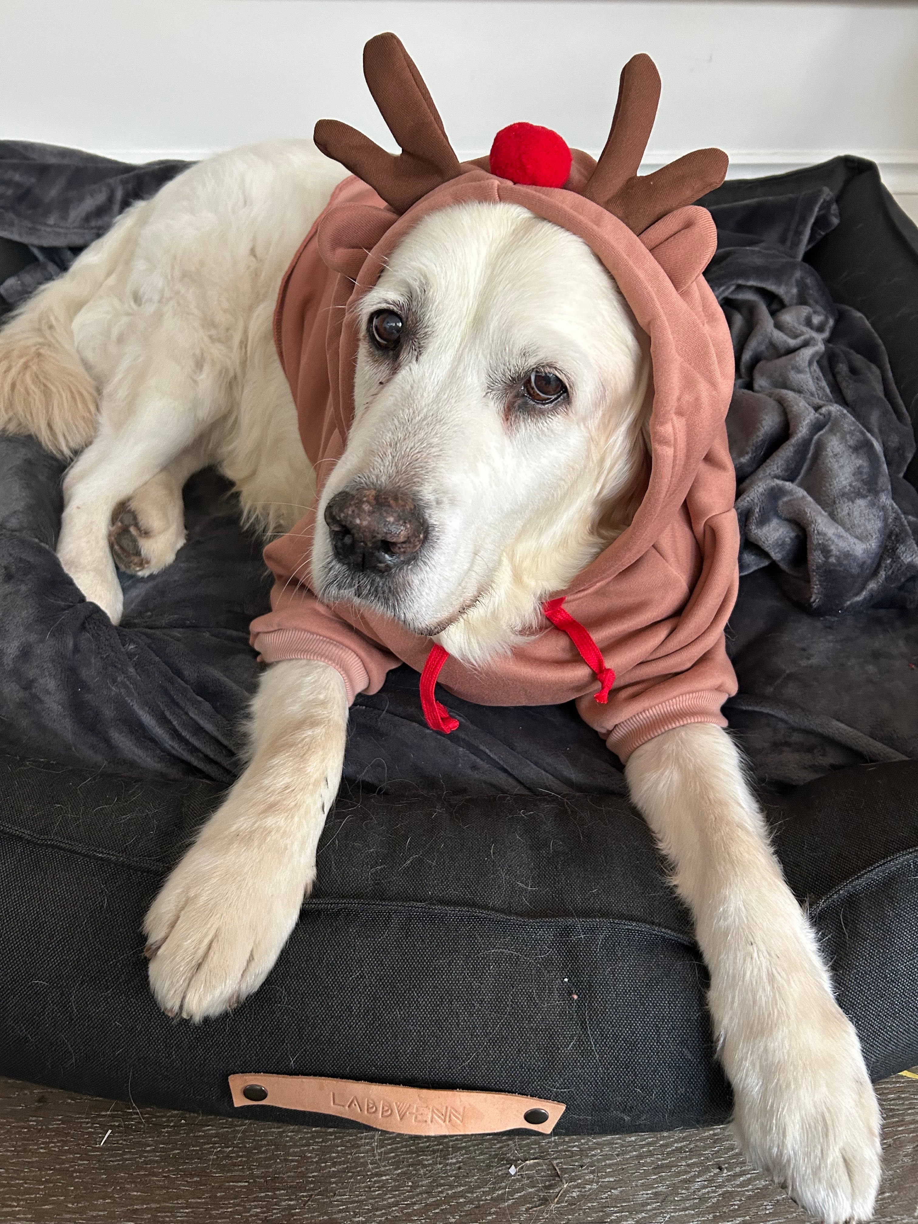 Muggles in the reindeer outfit I bought on Amazon for £13