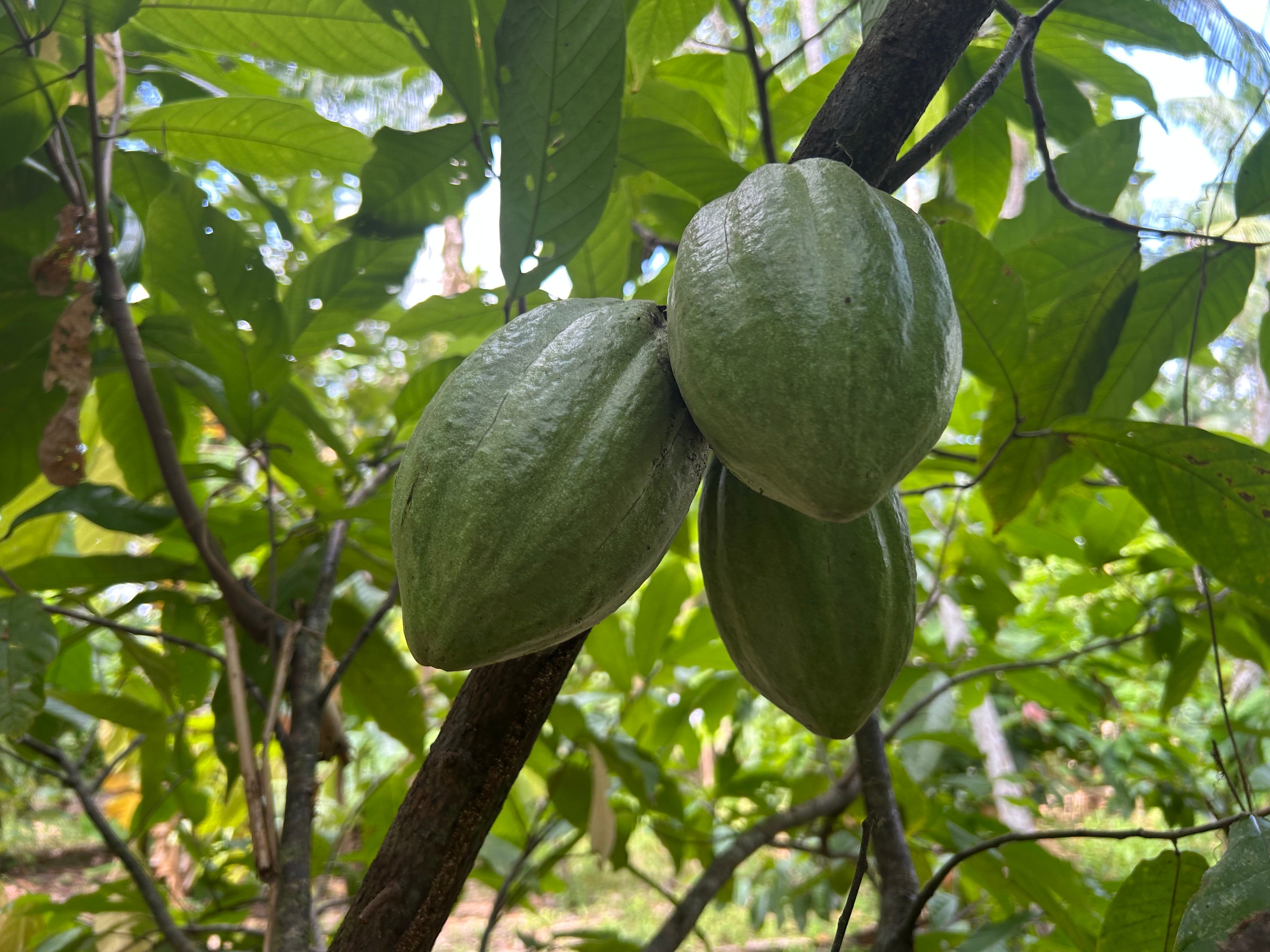Cocoa beans grow on the trees of Dona Nena's farm