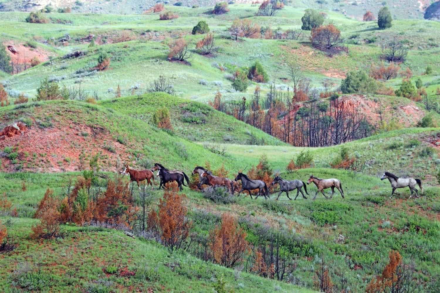 Wild horses cross the Badlands in North Dakota’s Theodore Roosevelt National Park in an area of the park closed since 2019