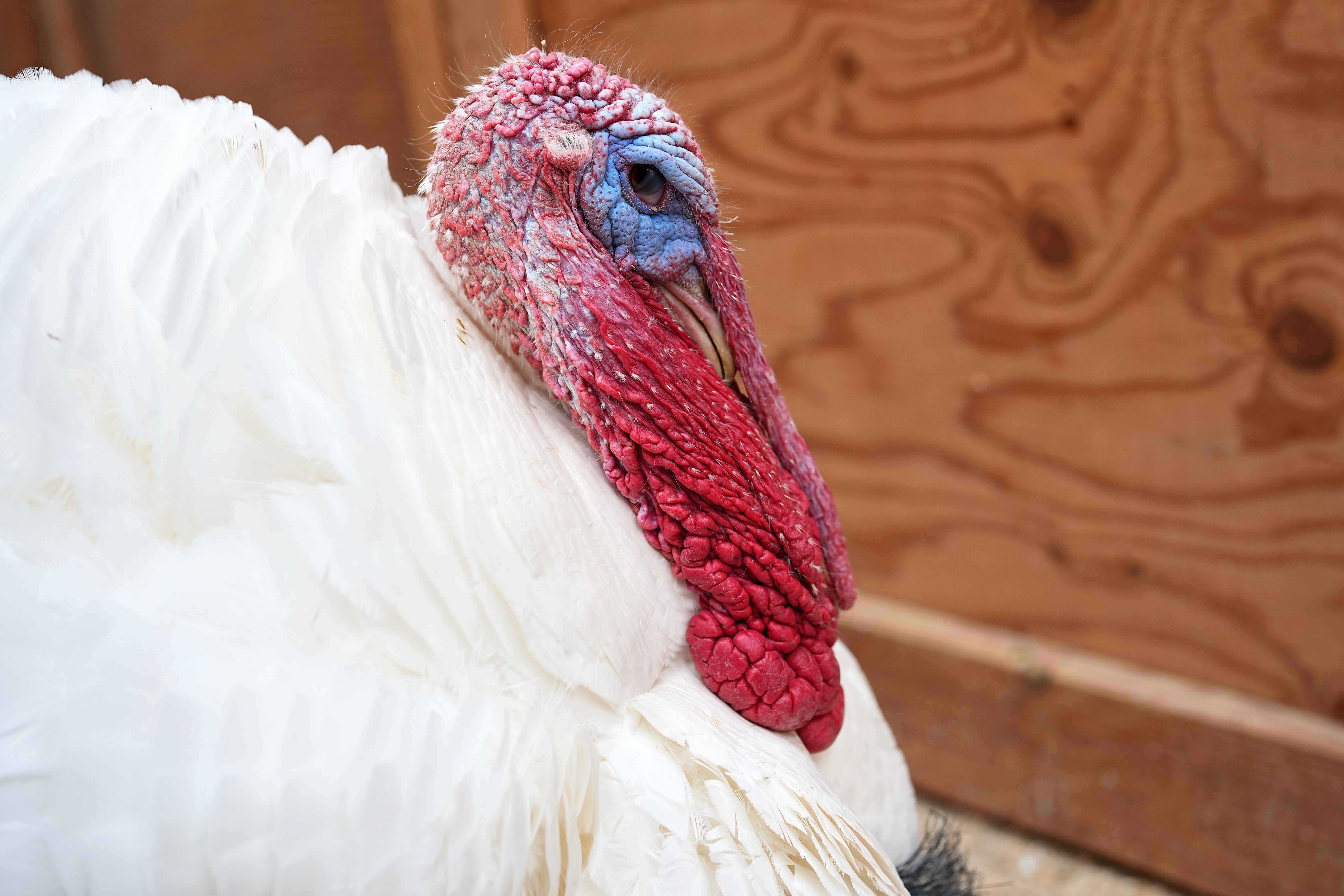 A tom turkey named Gus watches visitors in an enclosure at Luvin Arms Animal Sanctuary.
