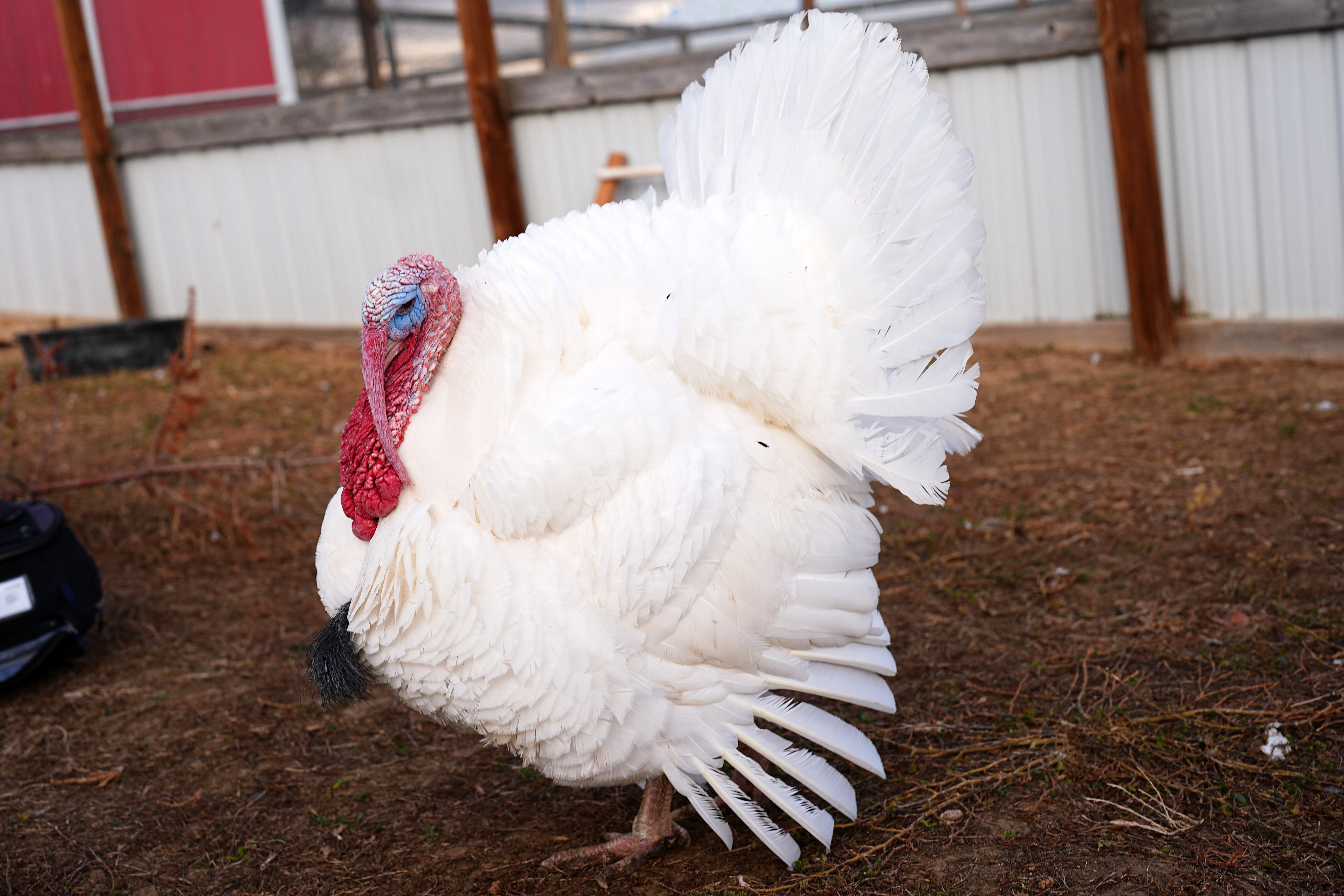A pardoned tom turkey named Gus fans his tail feathers.