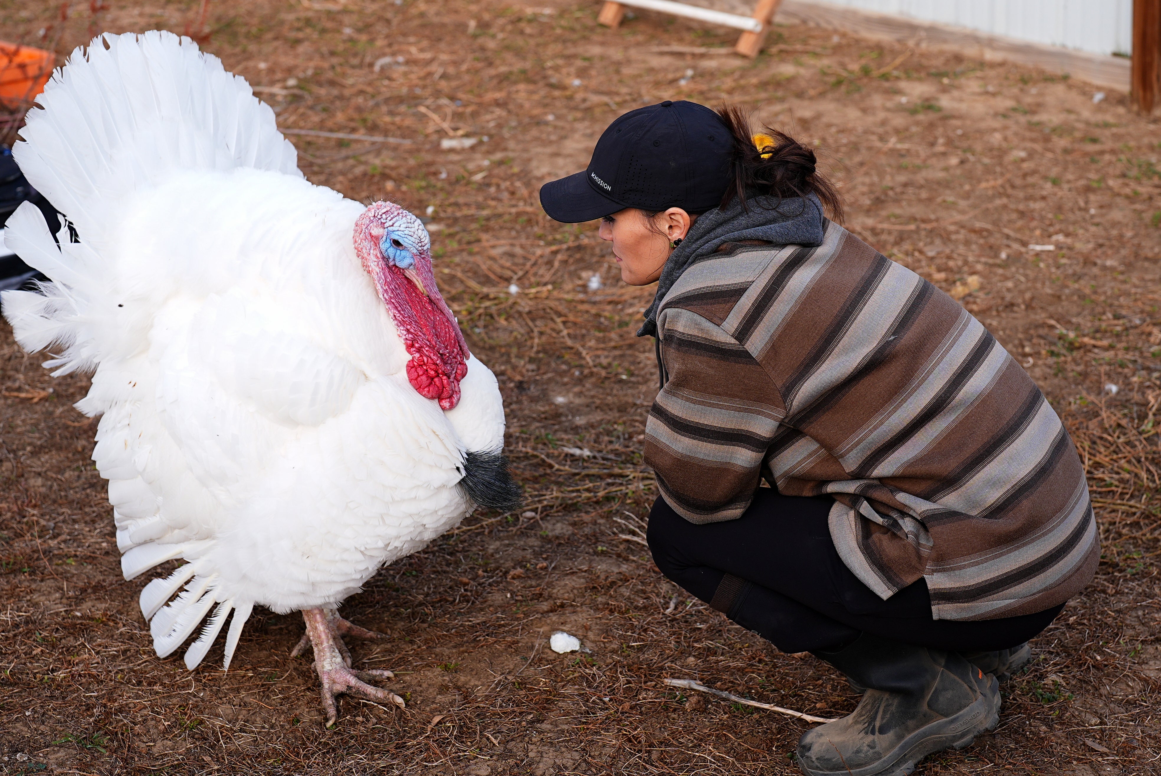 Kelly Nix, executive director of Luvin Arms Animal Sanctuary, confers with a pardoned tom turkey named Gus at the sanctuary.