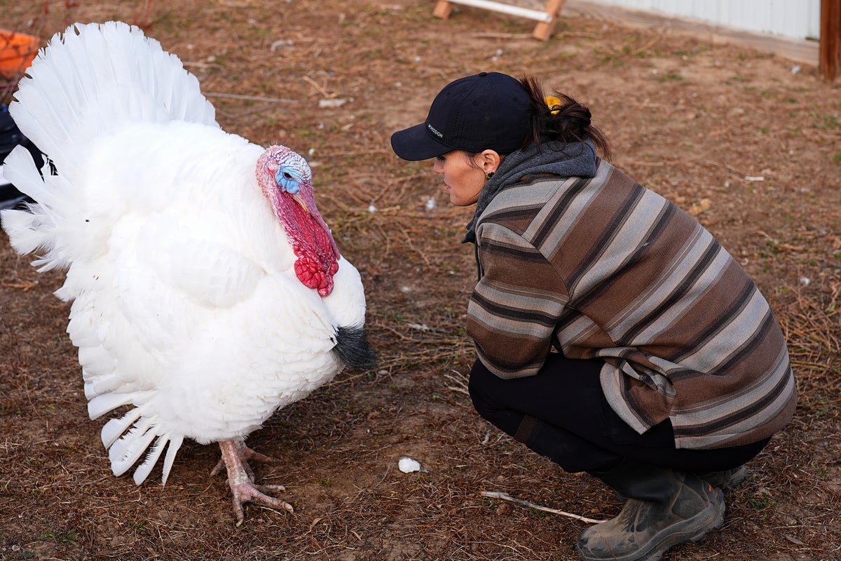 Americans ‘adopting’ turkeys rather than eating them in unusual Thanksgiving tradition