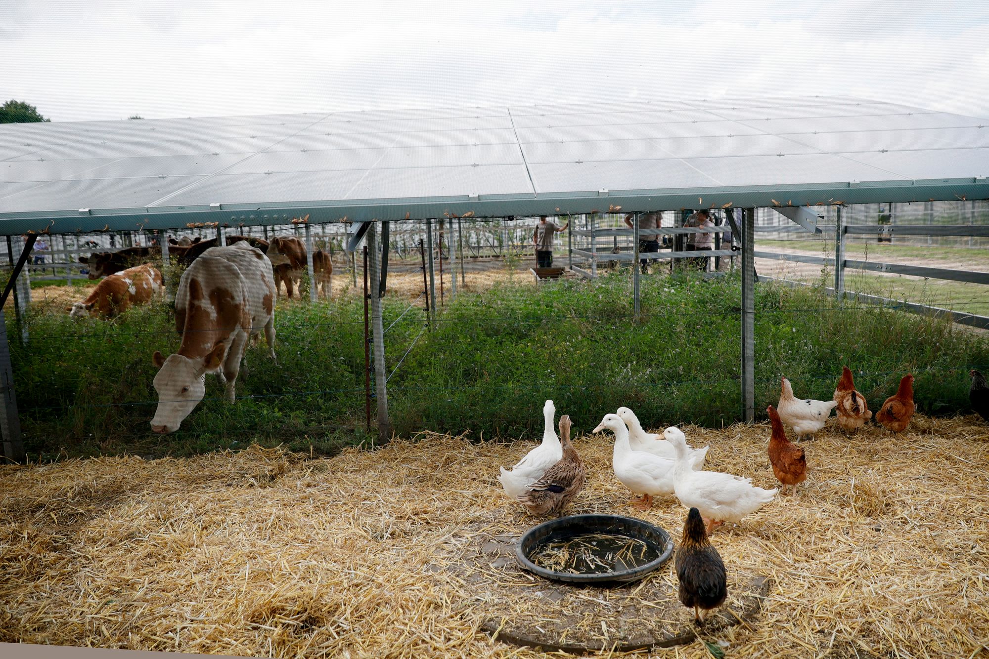 H5N5 is found in wild birds around the world