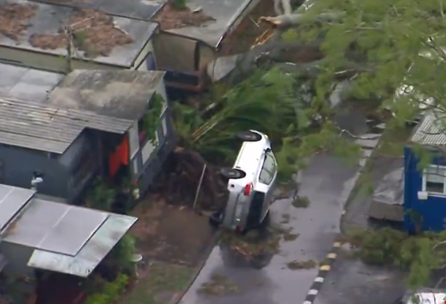 <p>Fallen trees lie on a road as storms lash Queensland</p>