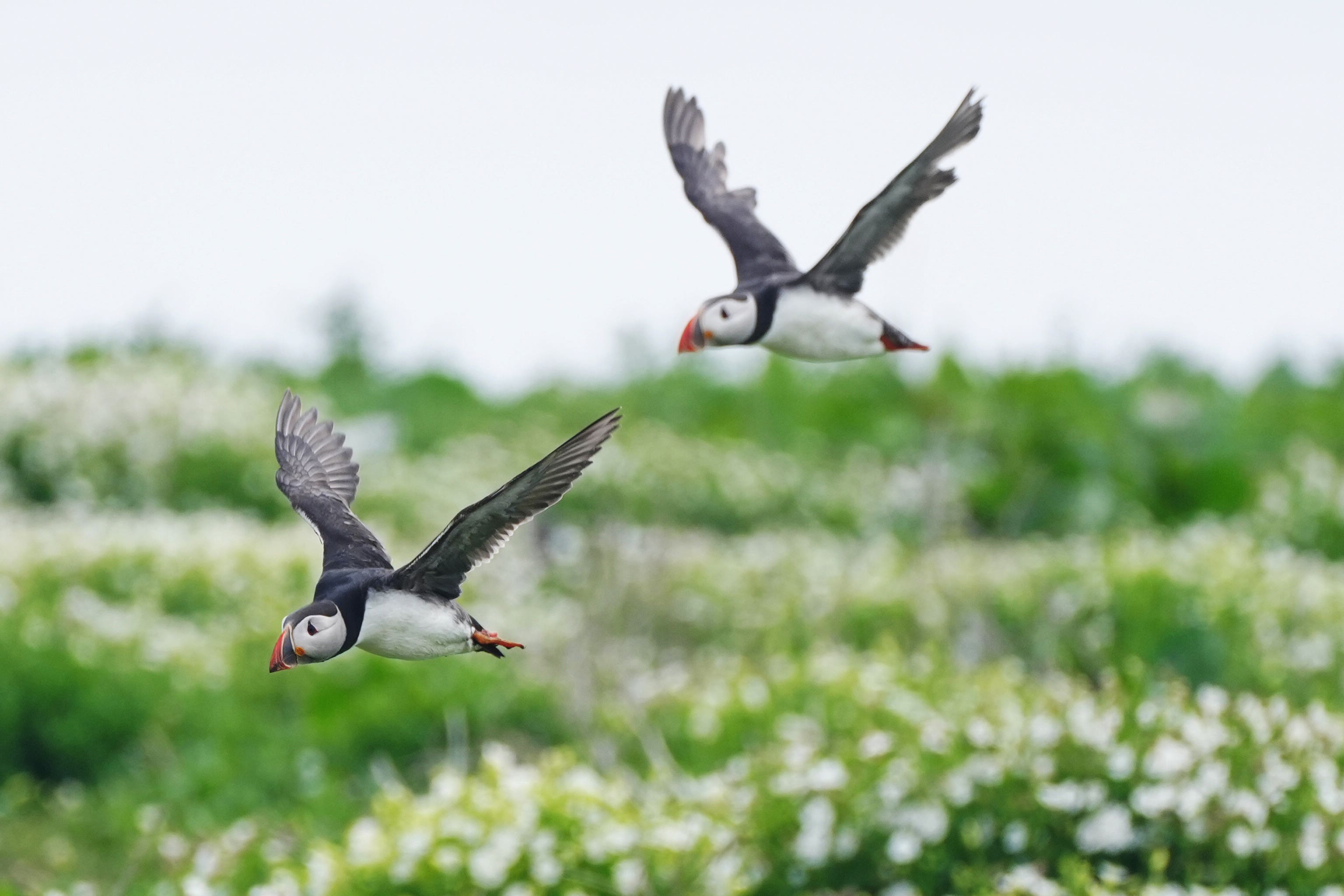 Puffins fly on Inner Farne, Northumberland (Owen Humphreys/PA)