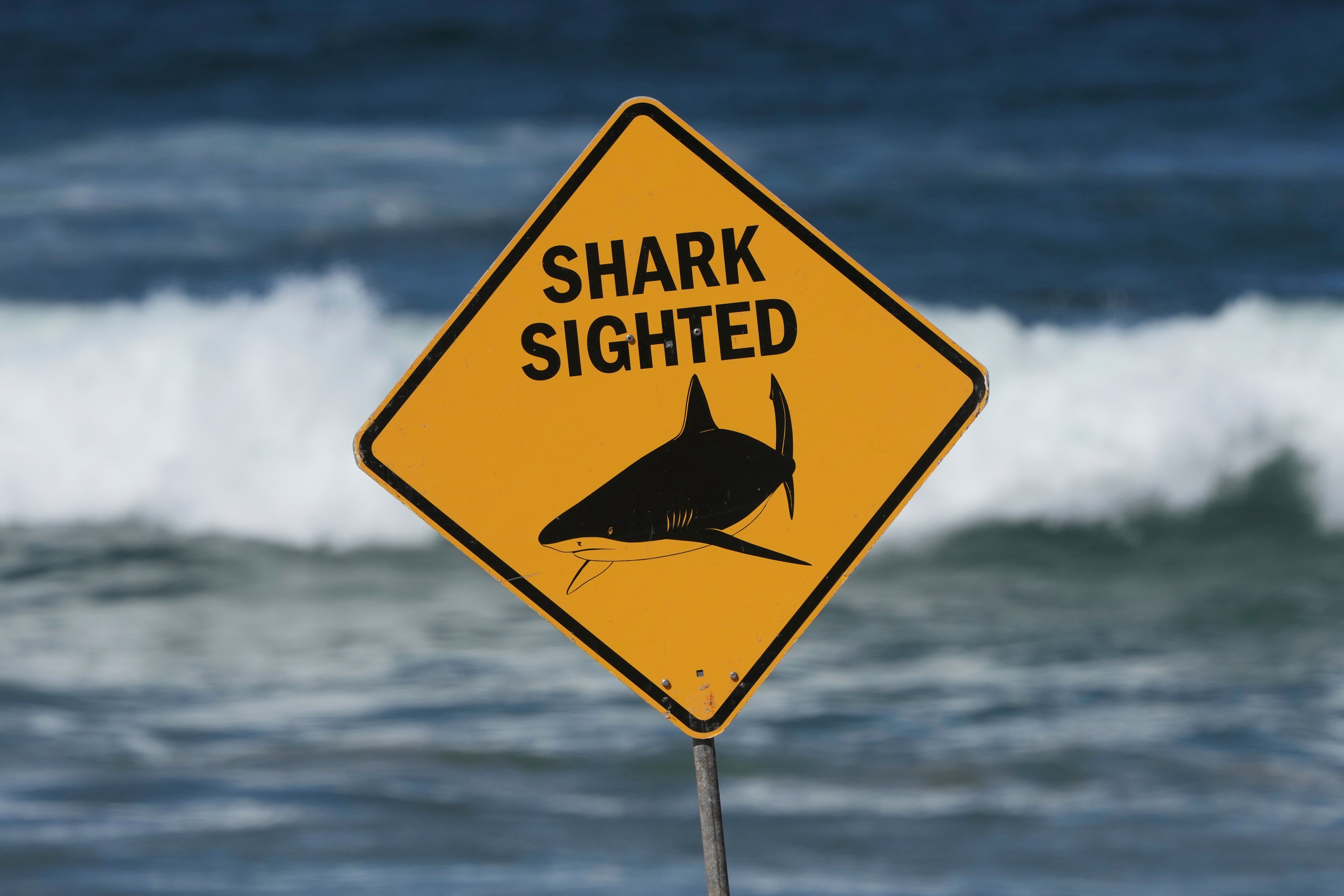 <p>Four people were bitten by sharks in two days in New South Wales</p>
