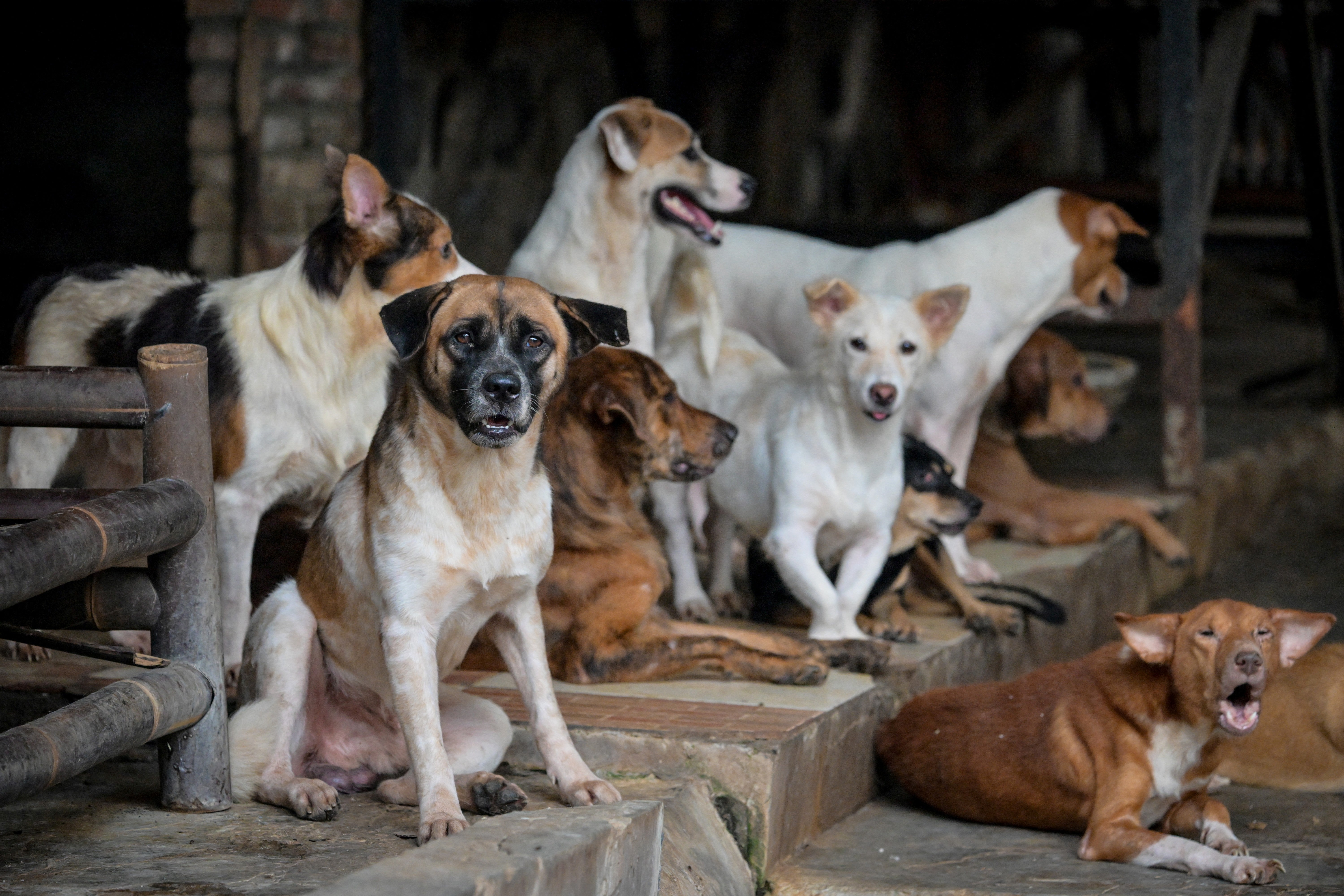 <p>File. Rescued stray dogs at a shelter in Jakarta</p>