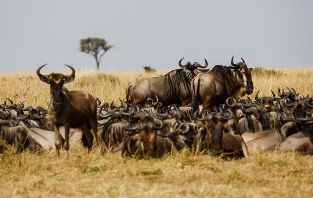 <p>Wildebeests (Connochaetes taurinus) gather in the dry fields during their migration to the greener pastures, between the Maasai Mara game reserve and the open plains of the Serengeti, southwest of Nairobi, in the Maasai Mara game reserve, in Narok county, Kenya August 7, 2025</p>