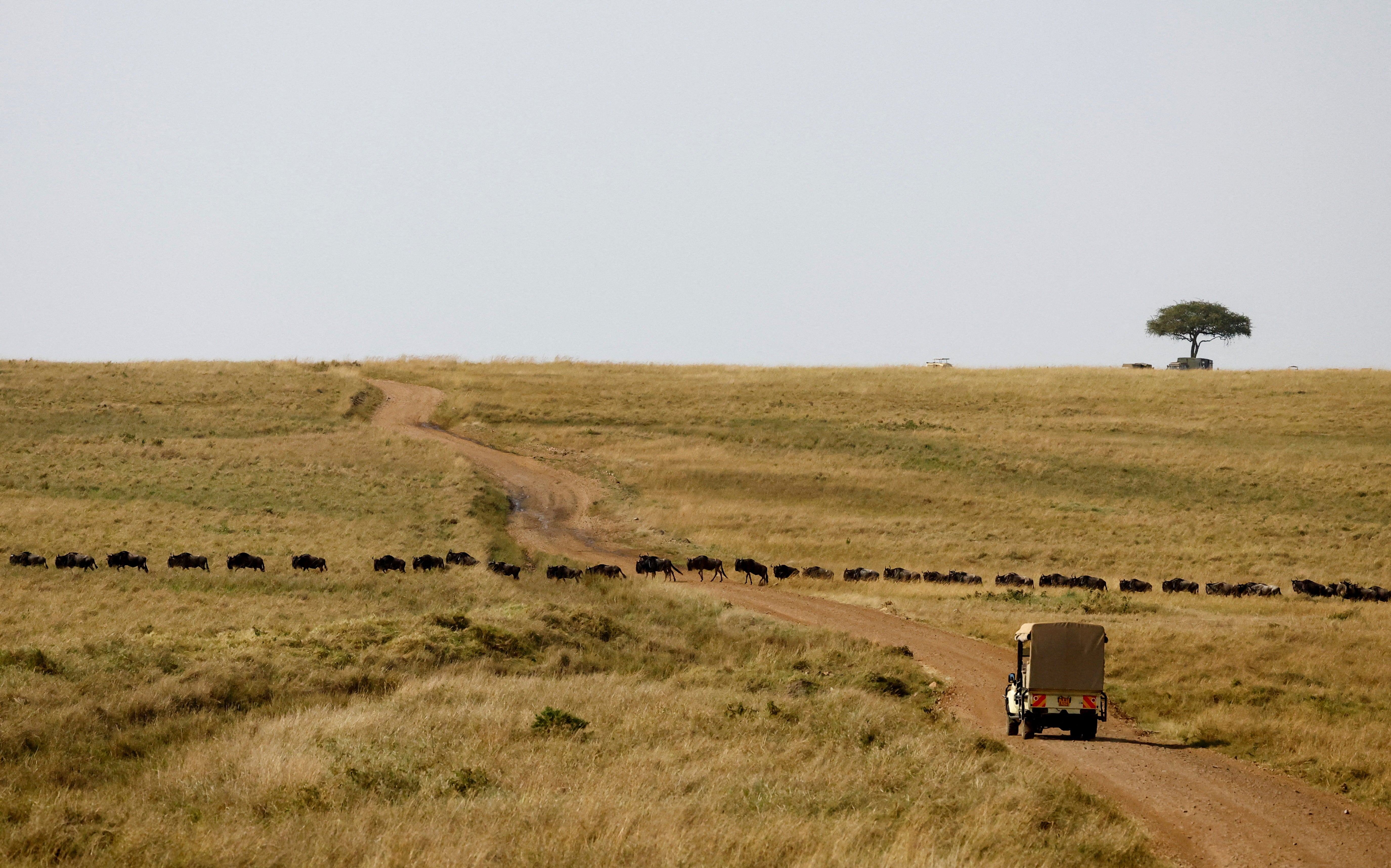 A tour vehicle stops as wildebeests (Connochaetes taurinus) cross a road during their migration to the greener pastures, between the Maasai Mara game reserve and the open plains of the Serengeti, southwest of Nairobi, in the Maasai Mara game reserve, in Narok county, Kenya August 7, 2025