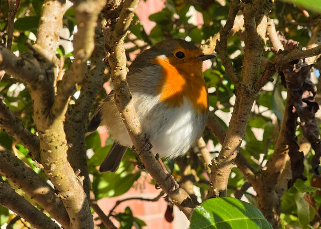 <p>Frieda Hughes feels she can momentarily watch the birds as she shifts from one artistic endeavour to another</p>